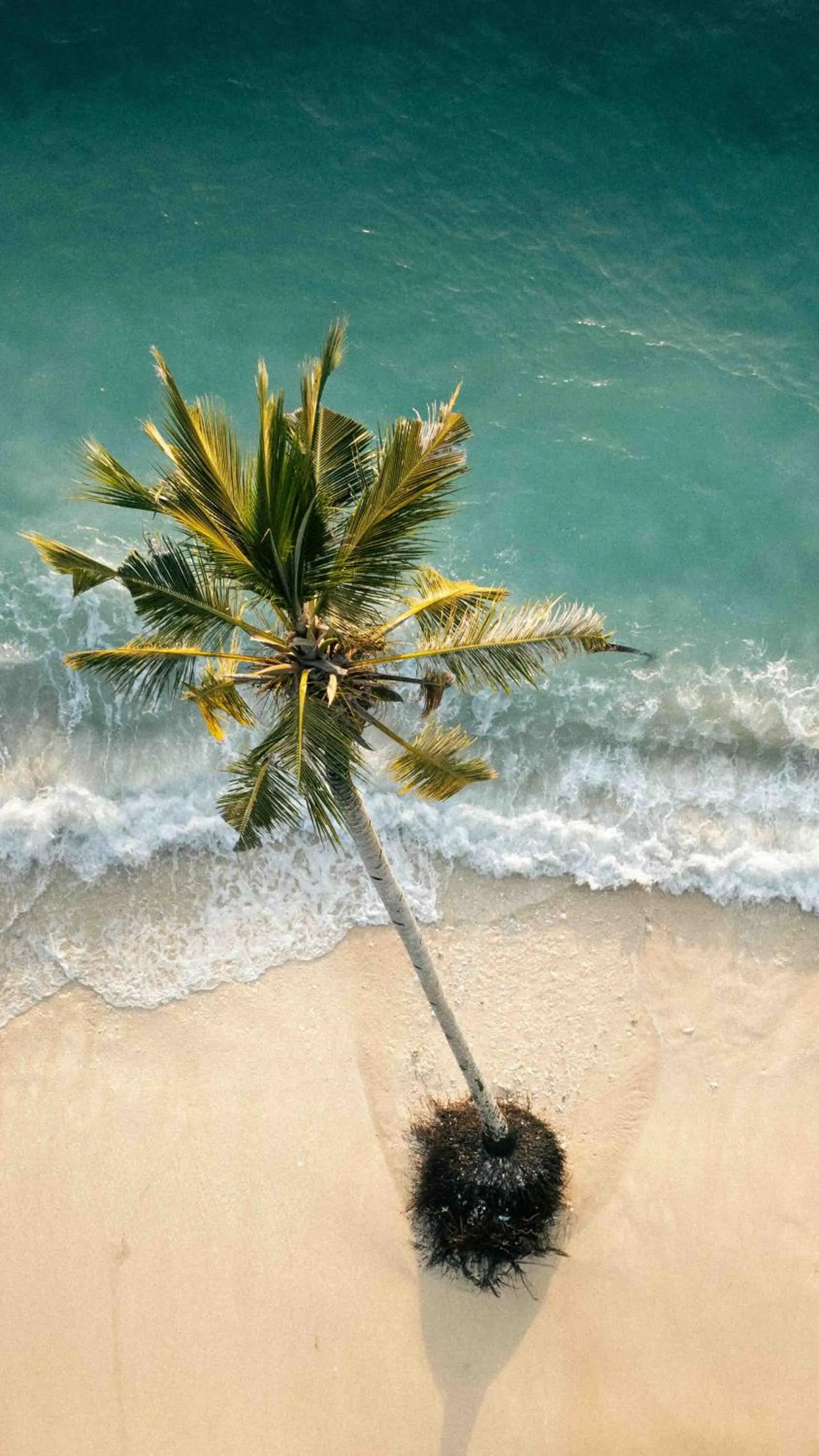 La Belle Hollow Trees