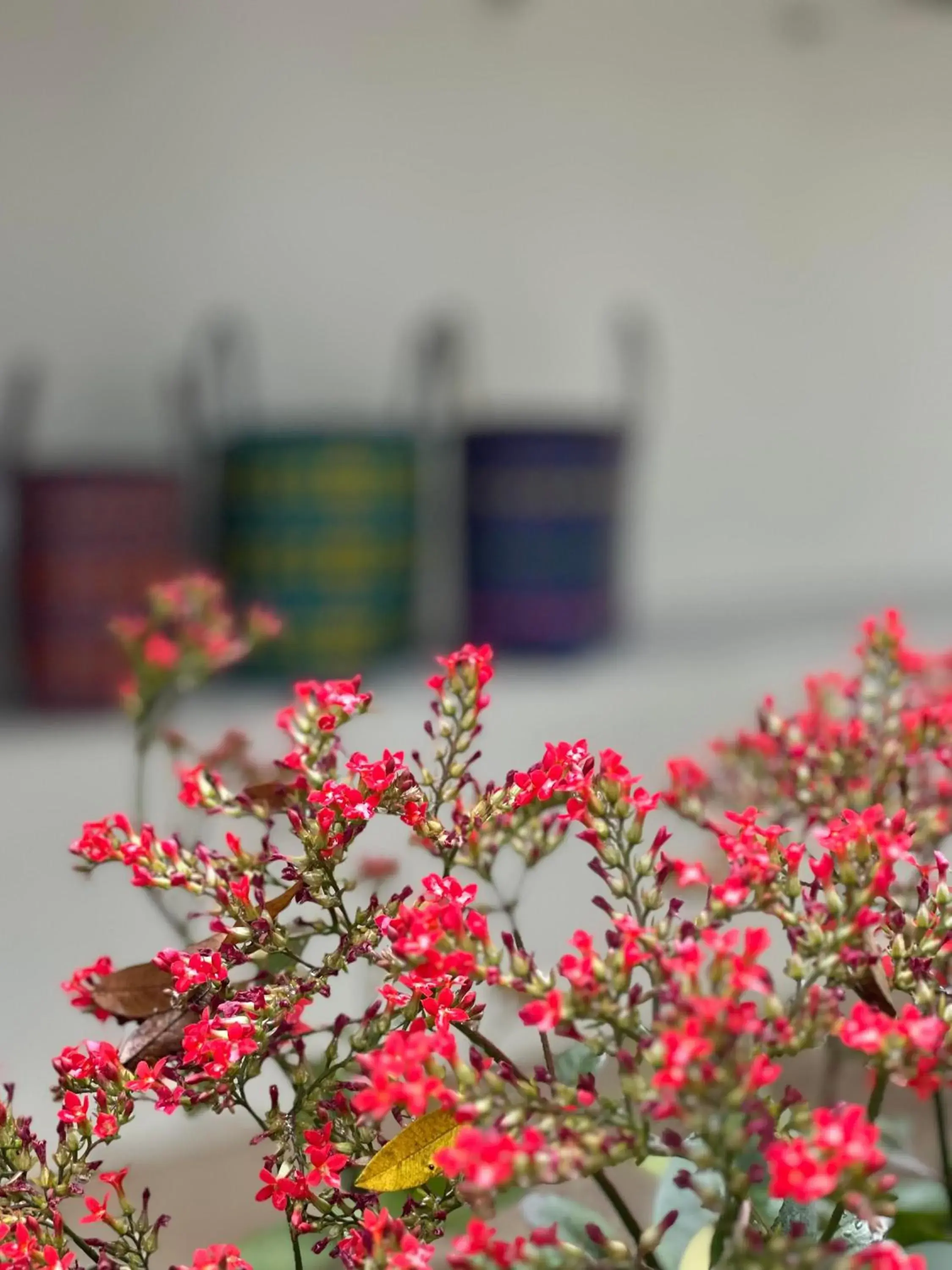 Garden view in resort hoshihana Garden view in resort hoshihana