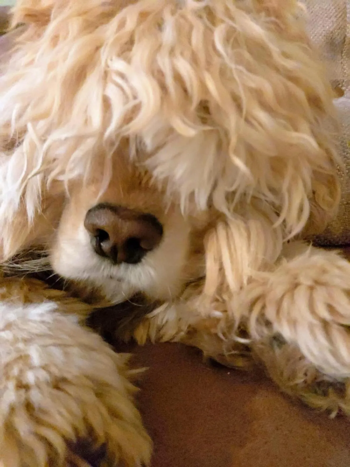 Pets in Red Lion, Coorie Inn