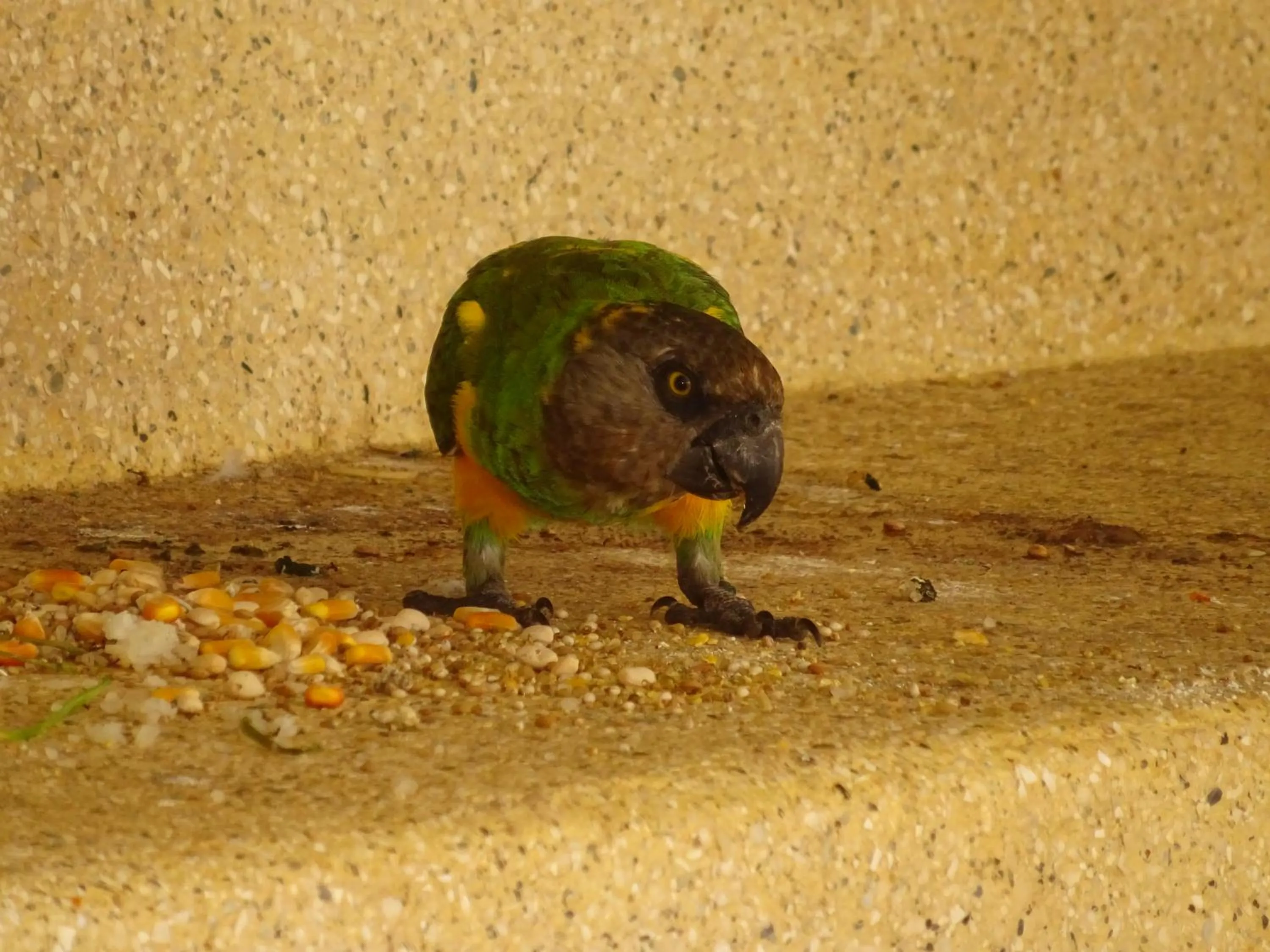 Animals in HOTEL DU BAR DE LA MER CAP SKIRRiNG