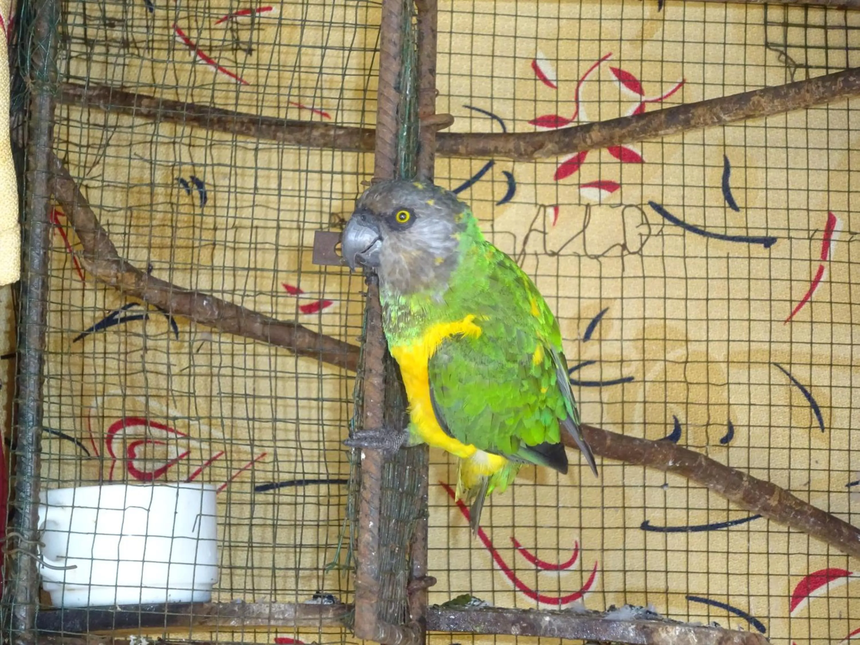 Animals in HOTEL DU BAR DE LA MER CAP SKIRRiNG