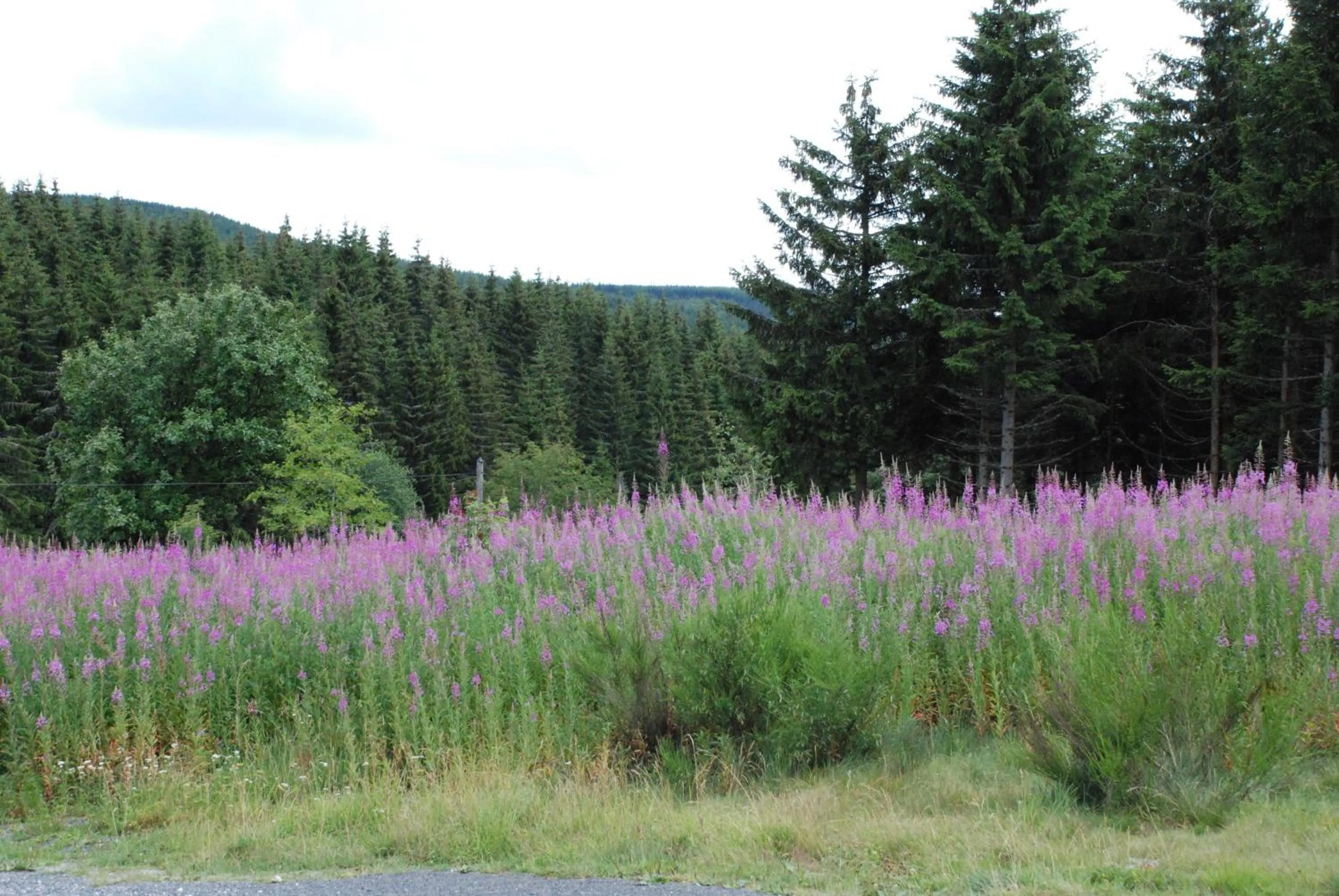 Natural landscape in Les Chalets de la MARGERIDE