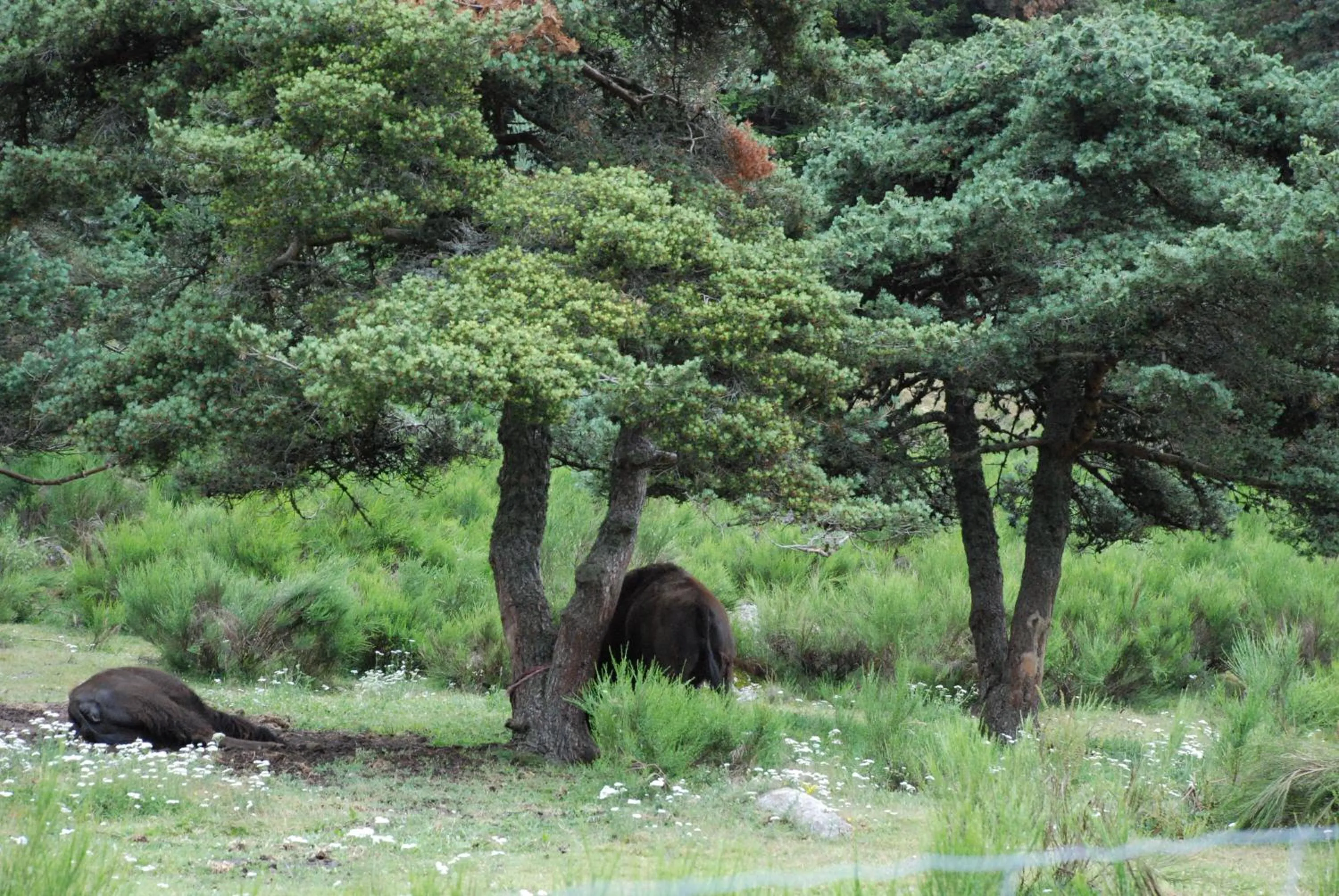 Natural landscape in Les Chalets de la MARGERIDE