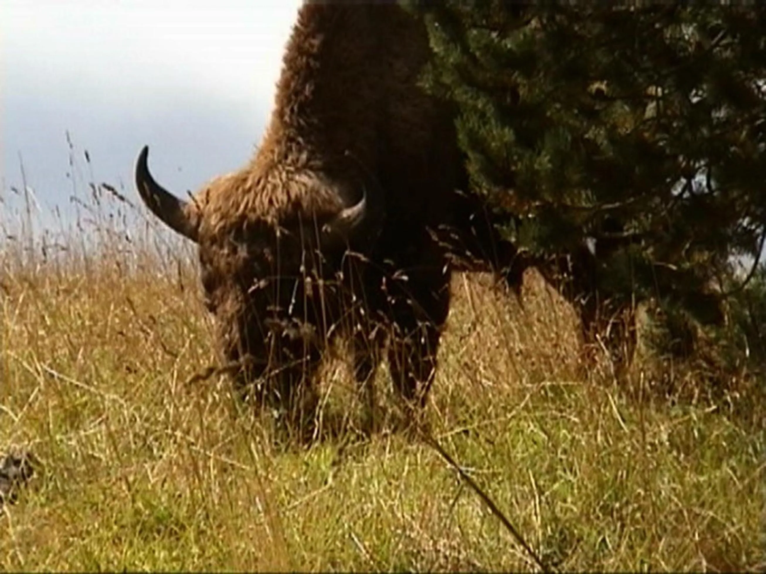 Les Chalets de la MARGERIDE