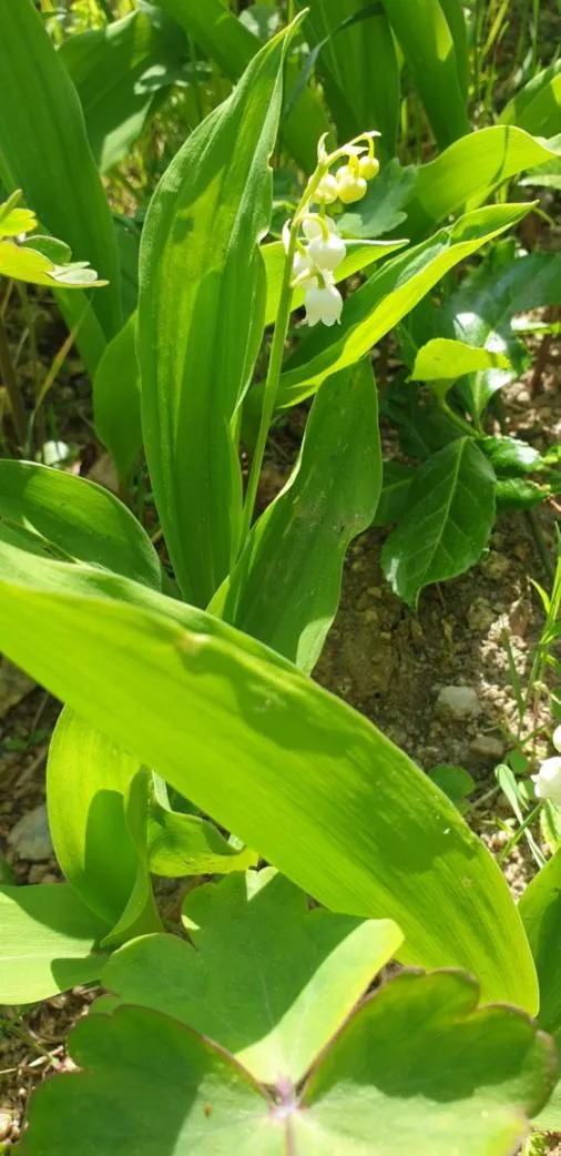 Garden in Les Chalets de la MARGERIDE