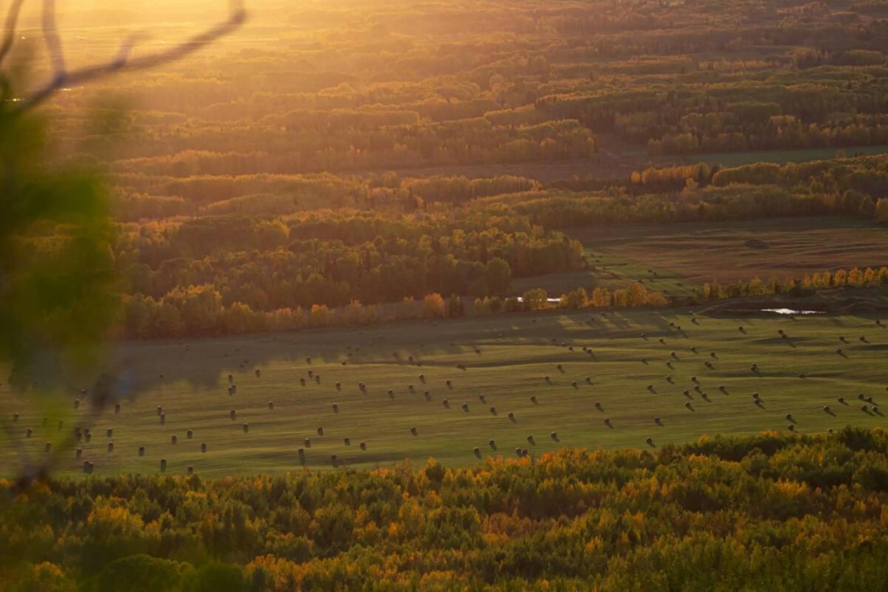 Area and facilities in Staybridge Suites - Dawson Creek by IHG