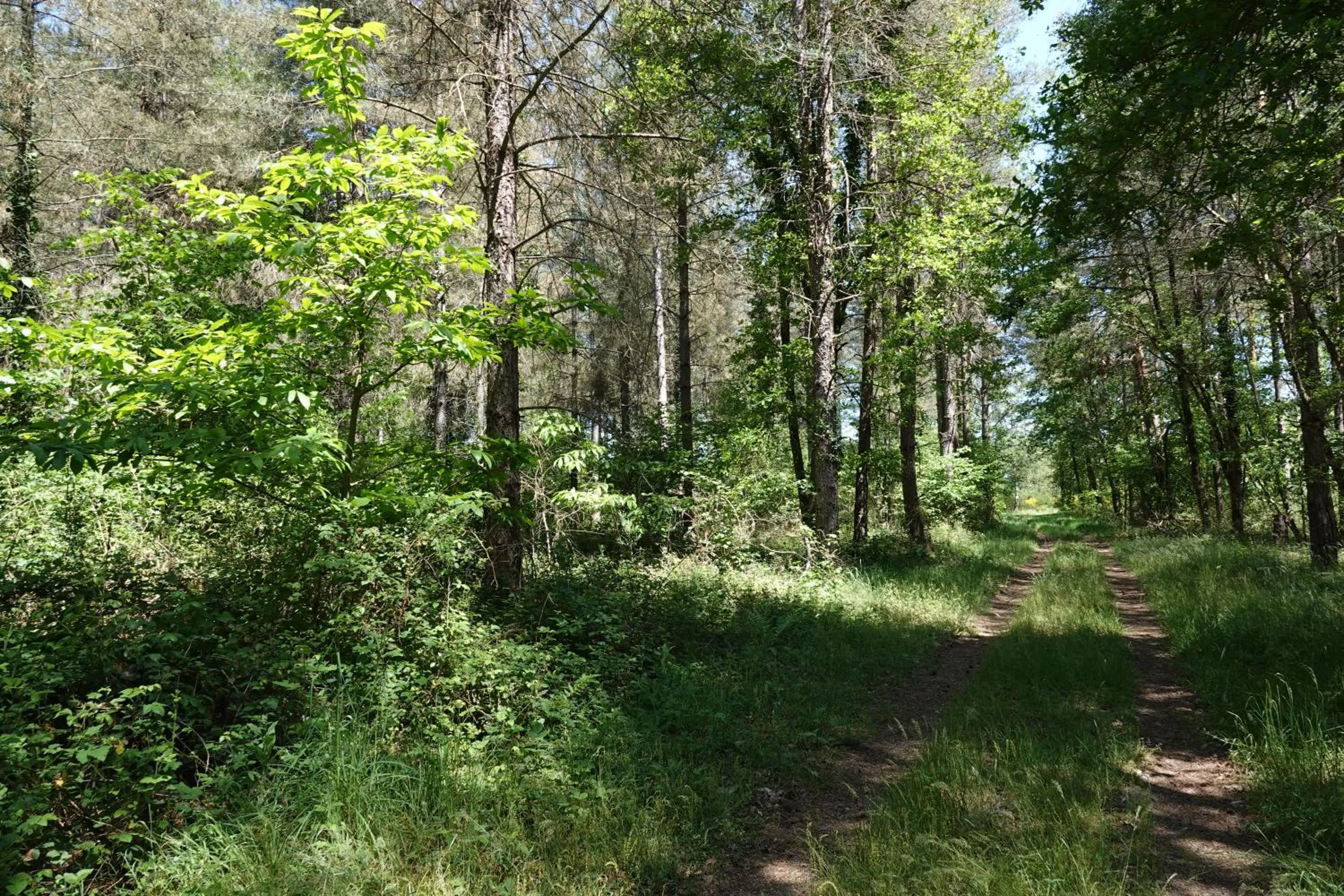 Garden in Gîte à la campagne 1 chambre Les Grandes Maisons Espace jacuzzi hammam SPA