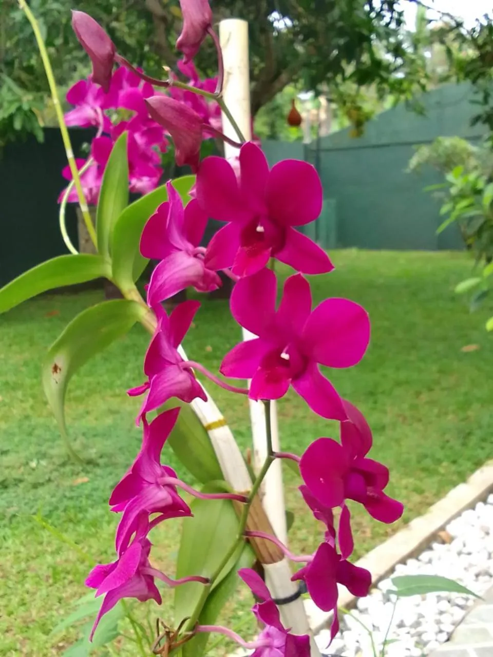 Garden in Serendip Villa Holiday Home Talalla Sri Lanka