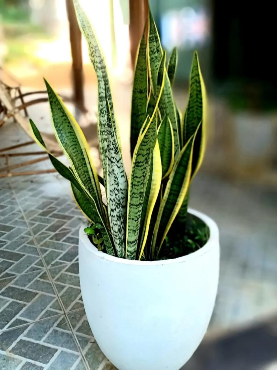 Garden in Serendip Villa Holiday Home Talalla Sri Lanka