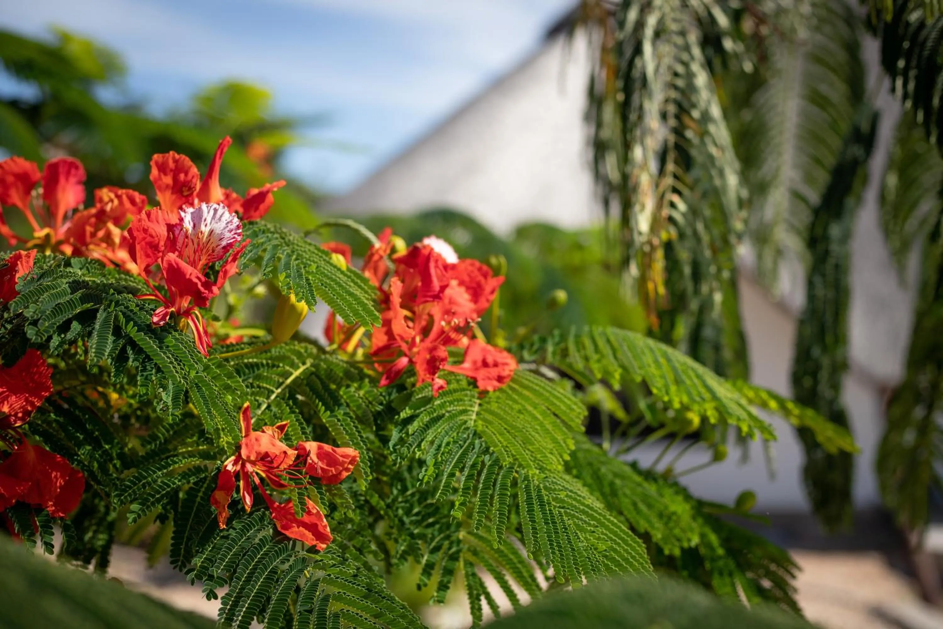 Garden in Zaria Garden Bungalows