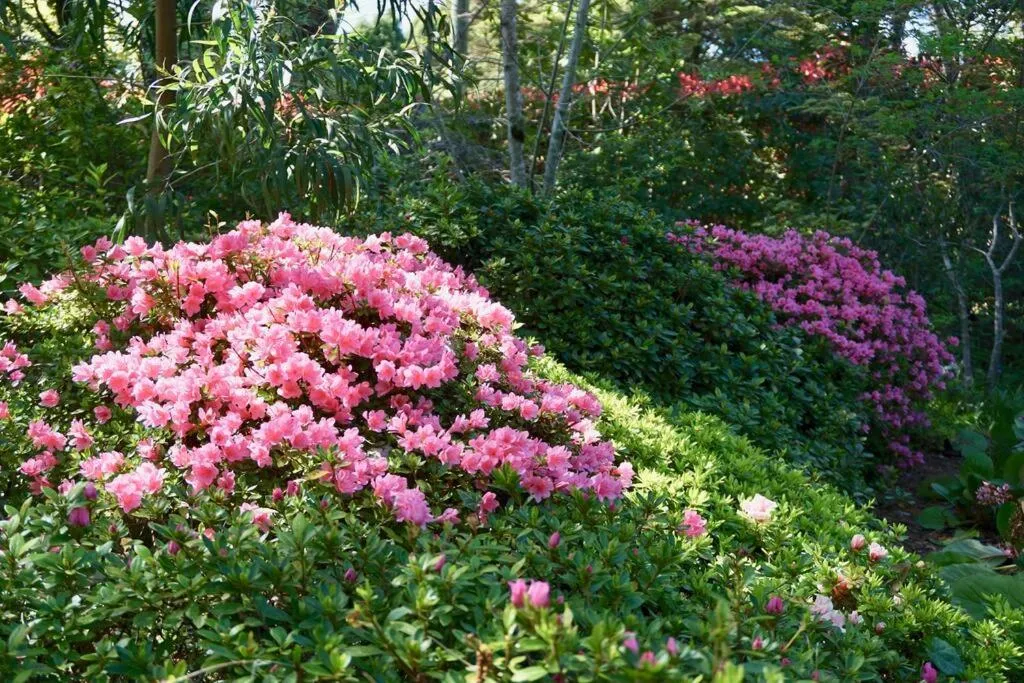 Garden view in Cloudland Garden Oasis