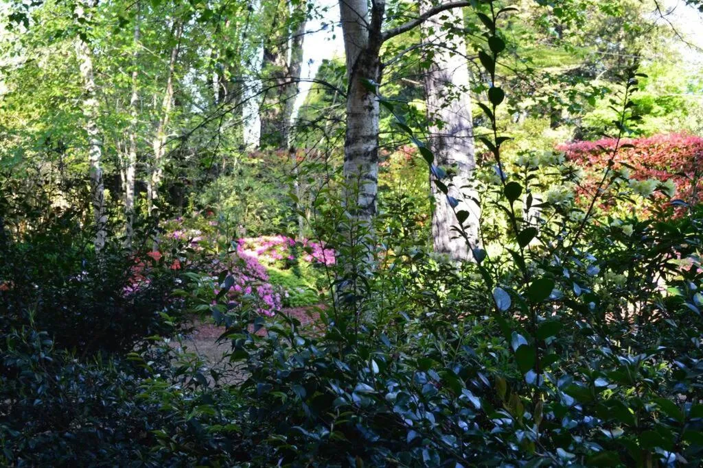 Natural landscape in Cloudland Garden Oasis