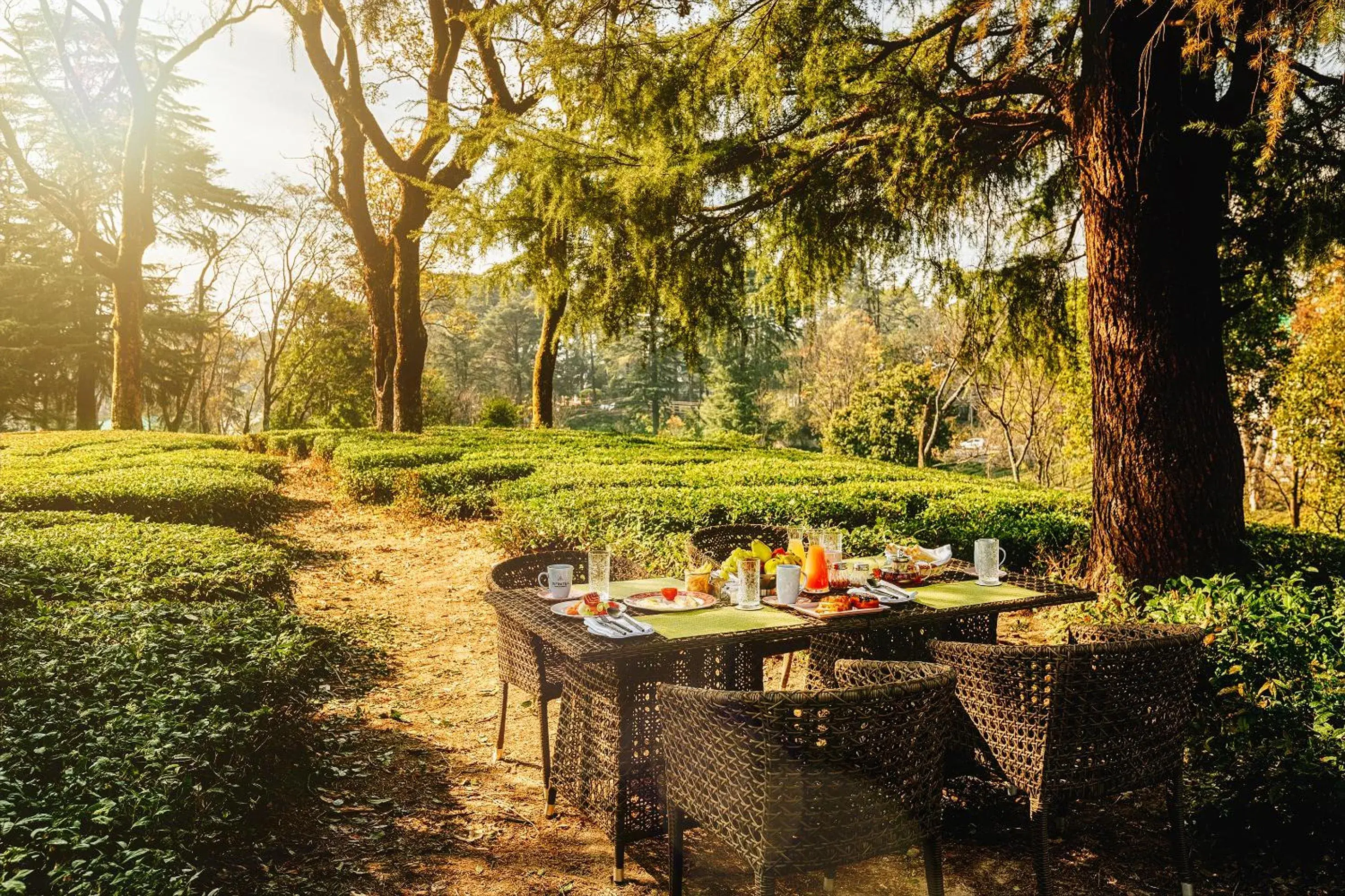 Restaurant/places to eat in Infinitea Dakbunglow Palampur Restaurant/places to eat in Infinitea Dakbunglow Palampur