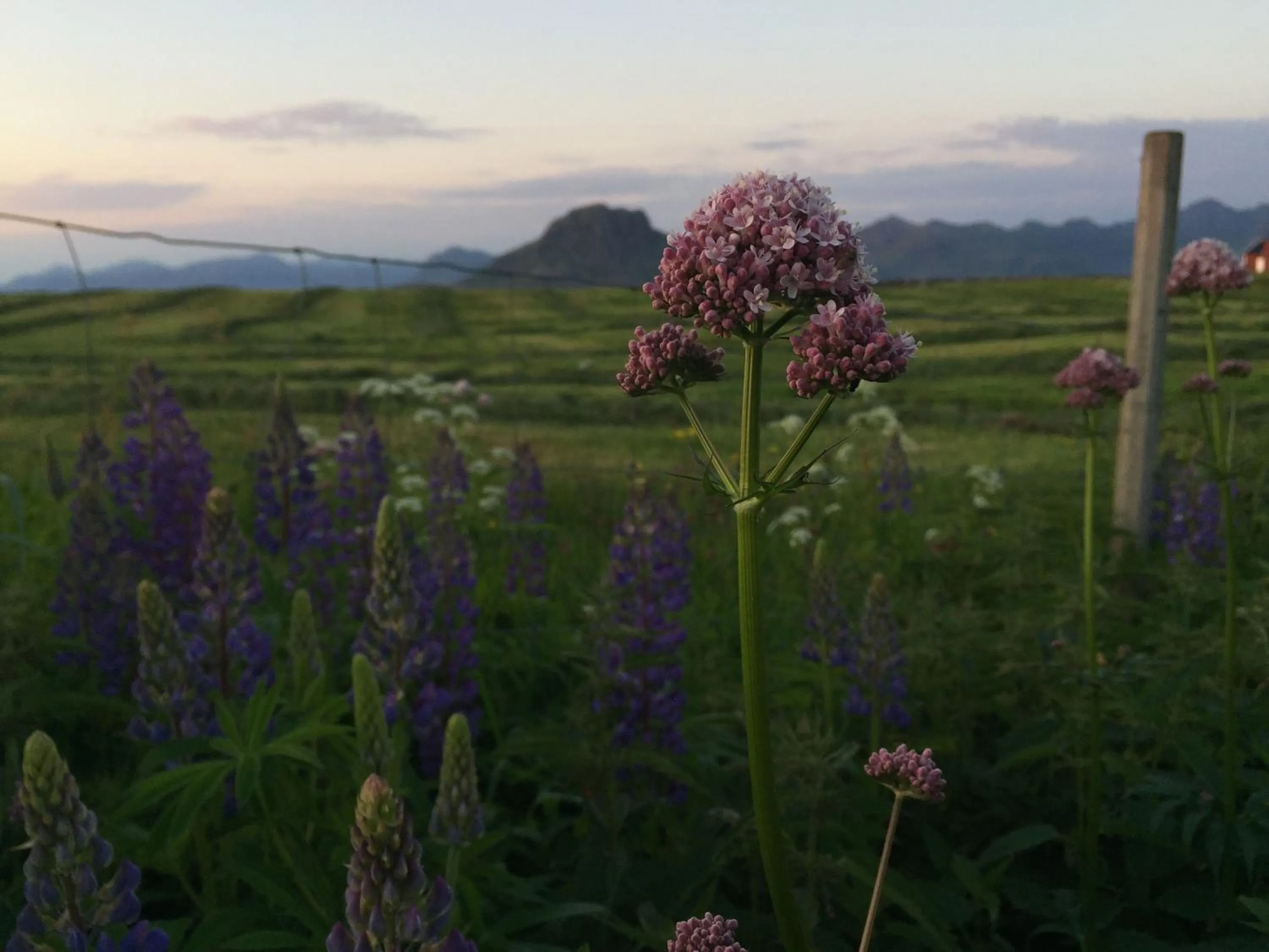 Villa Lofoten - Edvardbua