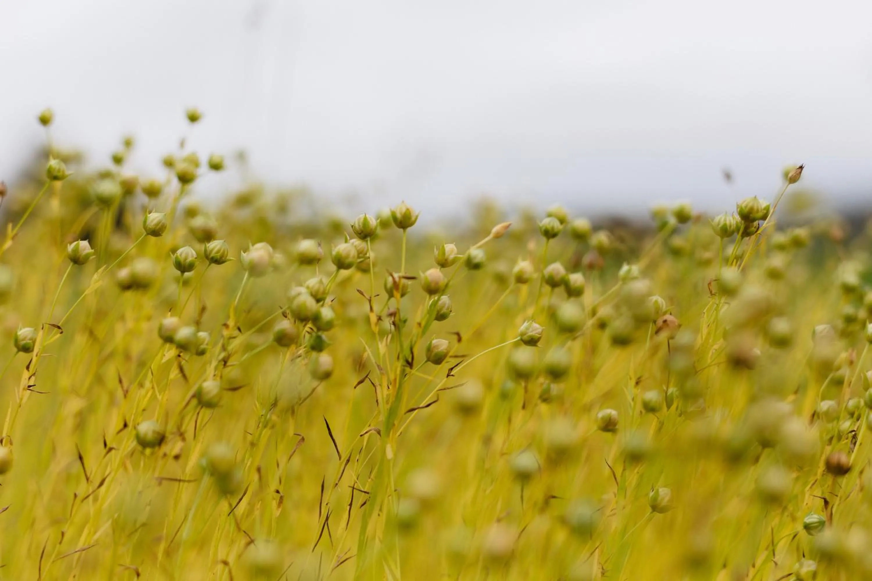 STF Undersvik Gårdshotell & Vandrarhem