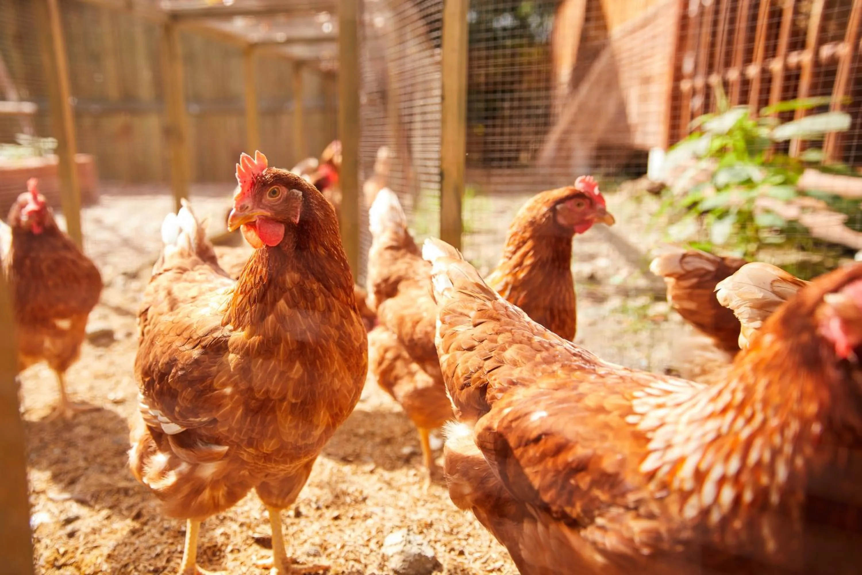 Animals in LA COCOTTE VILLA & FARM KHAO YAI