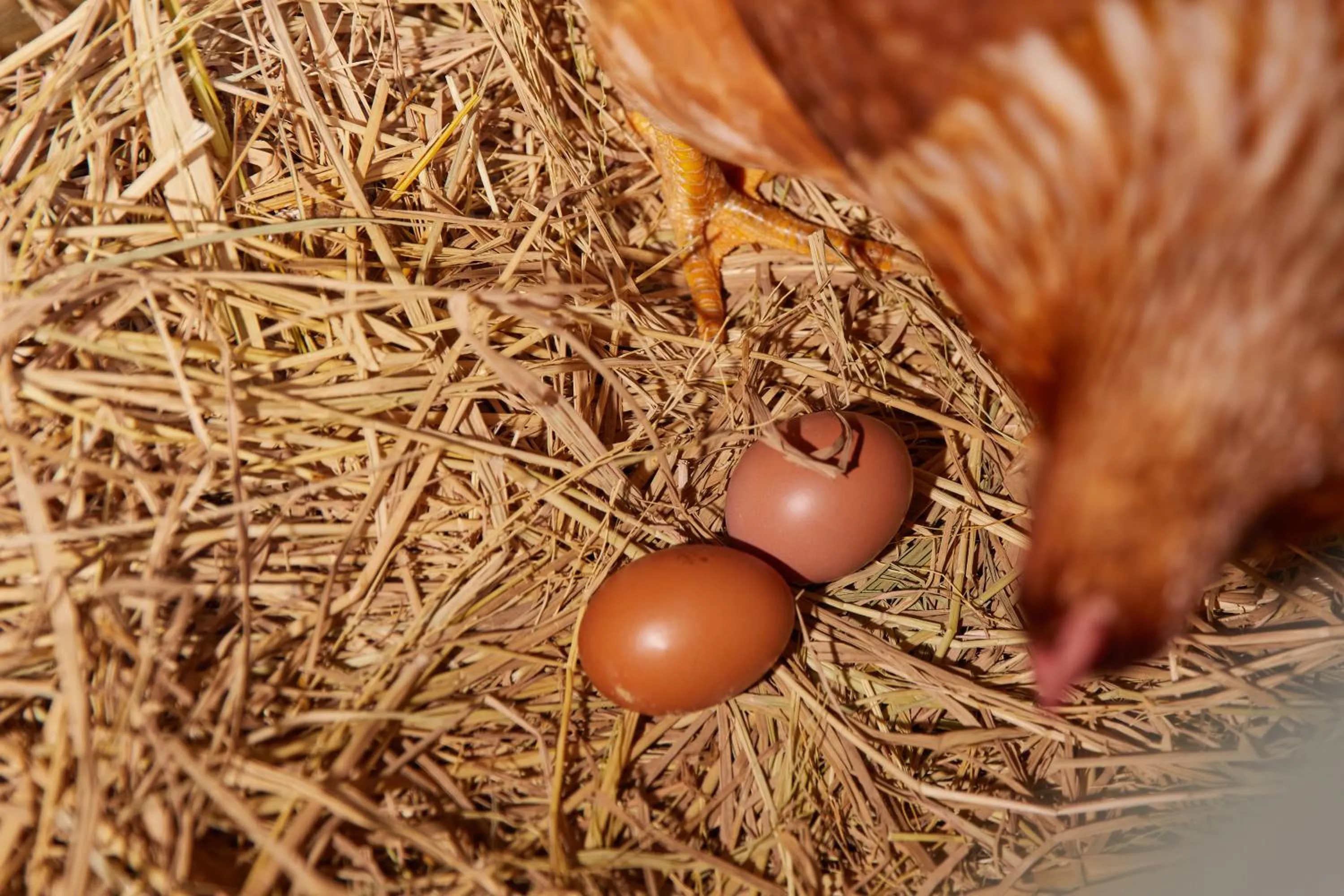 Activities in LA COCOTTE VILLA & FARM KHAO YAI