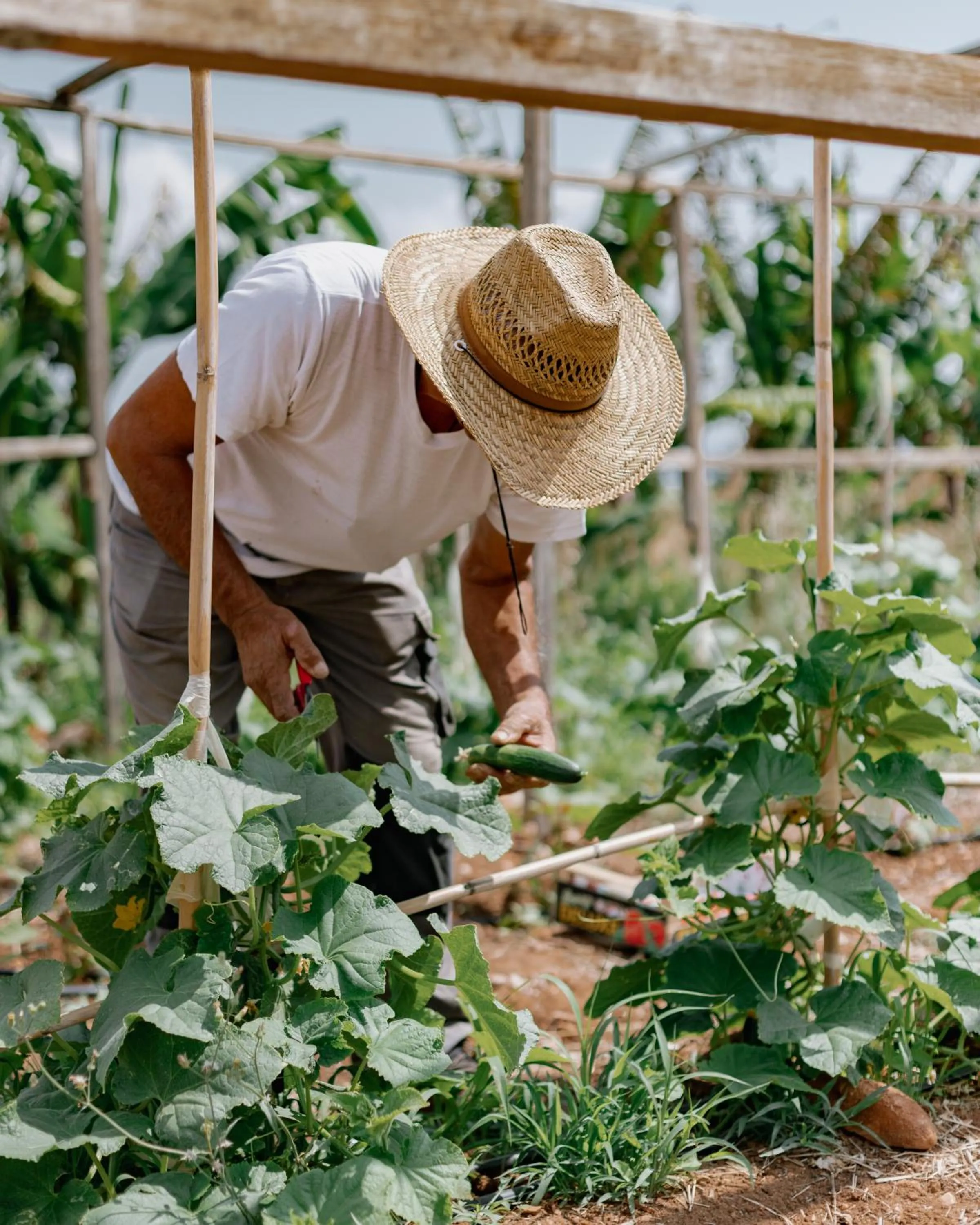 Restaurant/places to eat in Phāea Blue - Small Luxury Hotels of the World