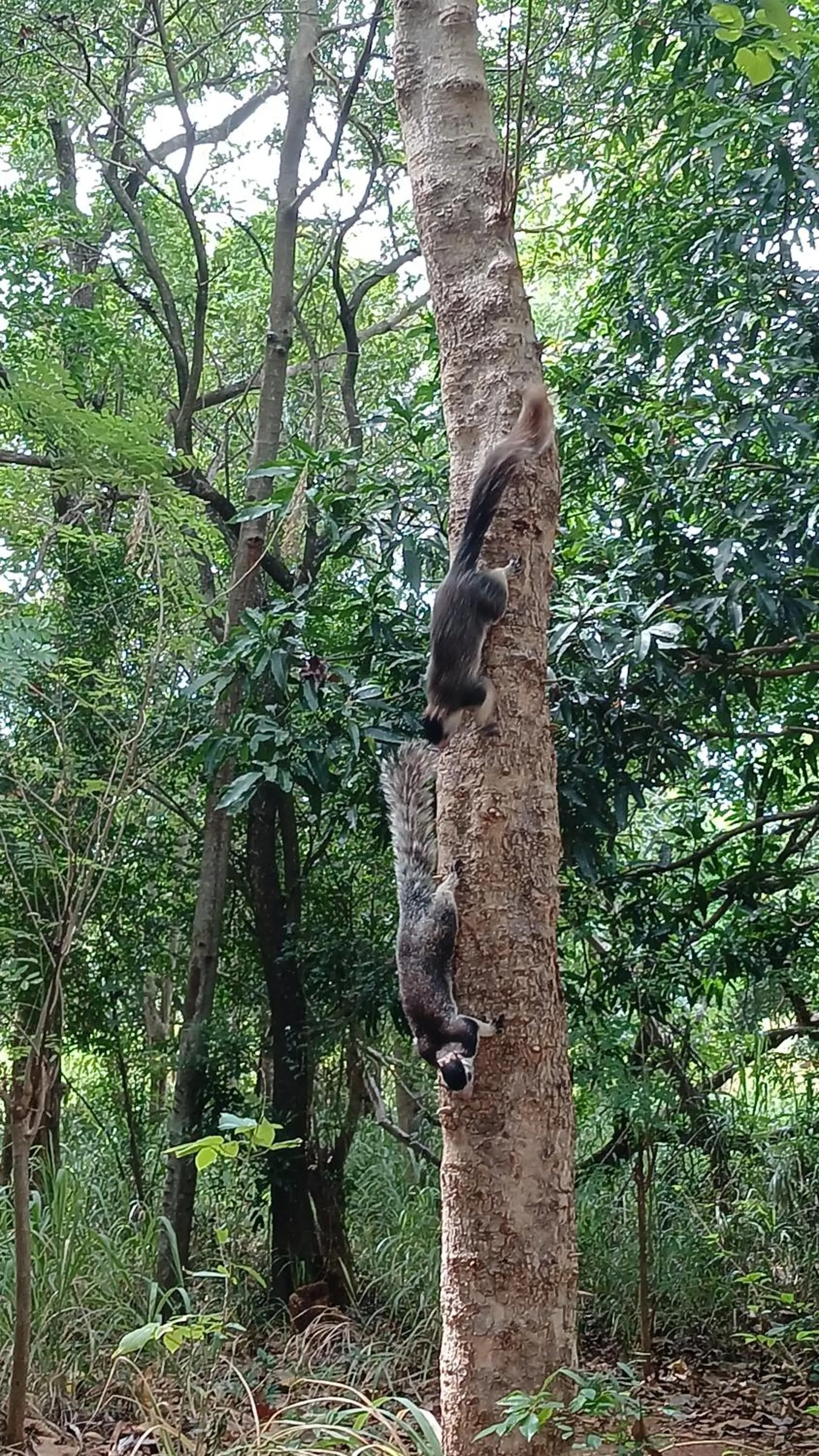 Animals in Tepraas Sigiriya