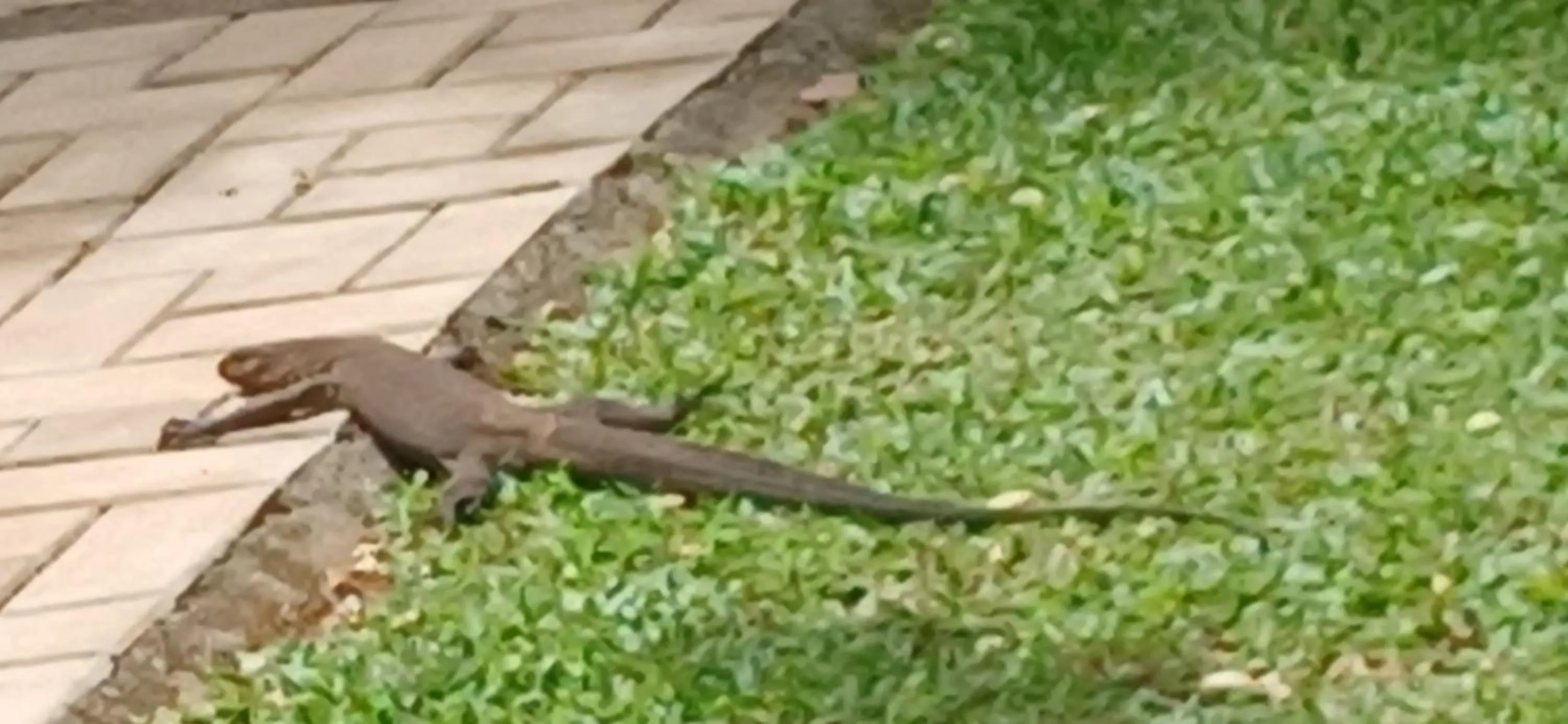 Animals in Tepraas Sigiriya