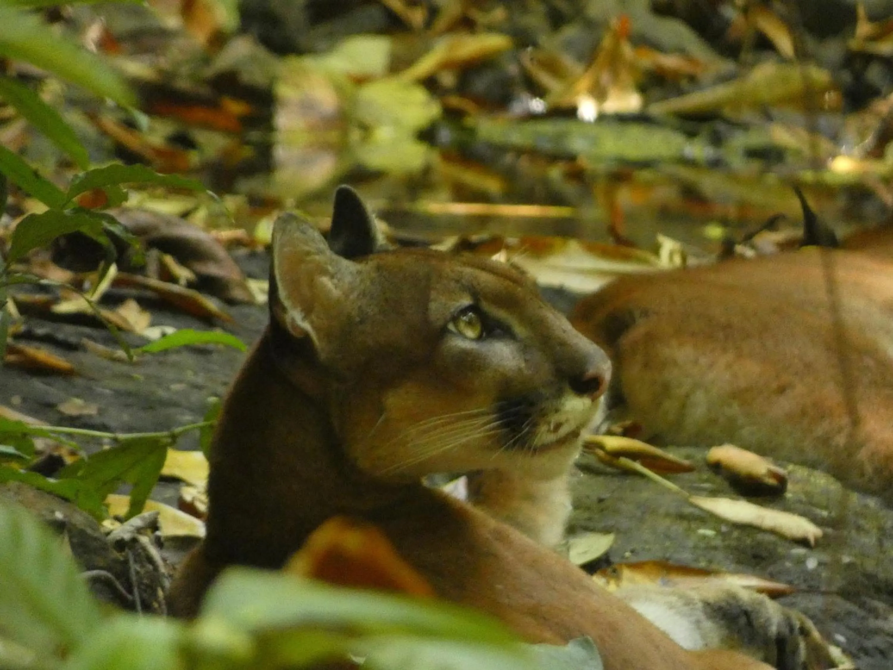 Animals in Corcovado Wilderness Lodge by SCP
