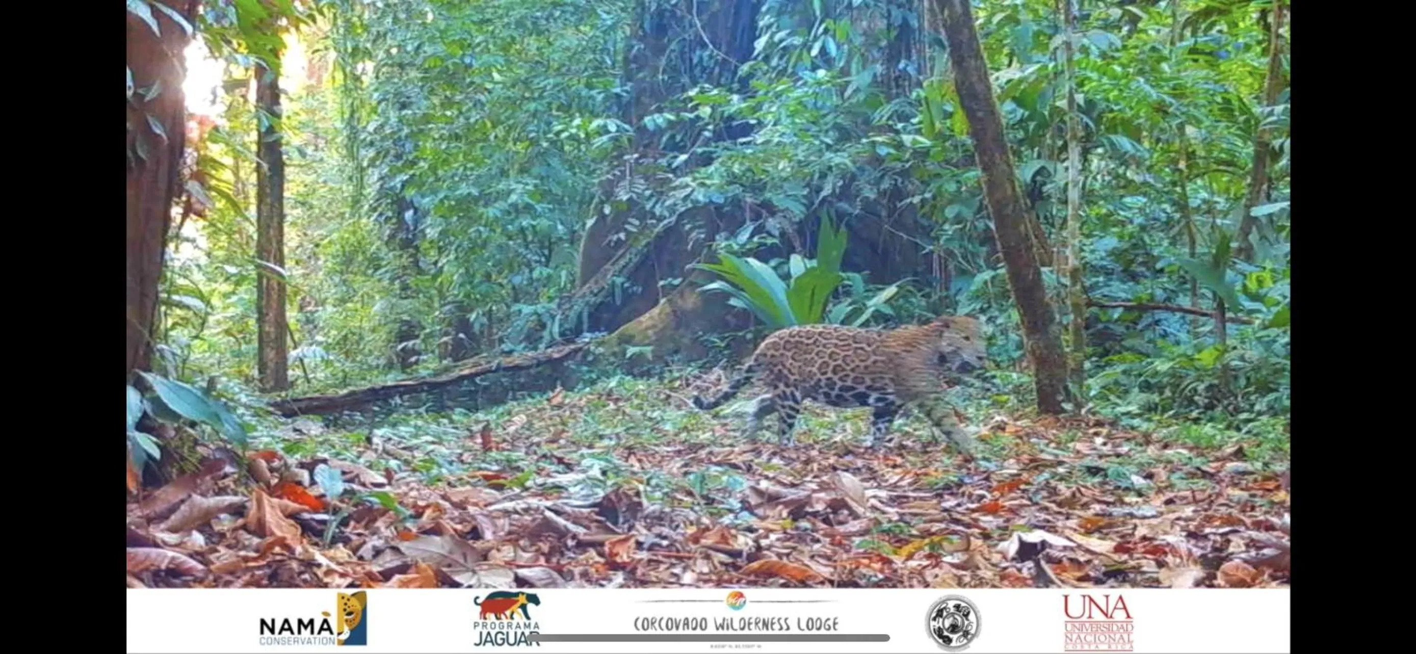 Animals in Corcovado Wilderness Lodge by SCP