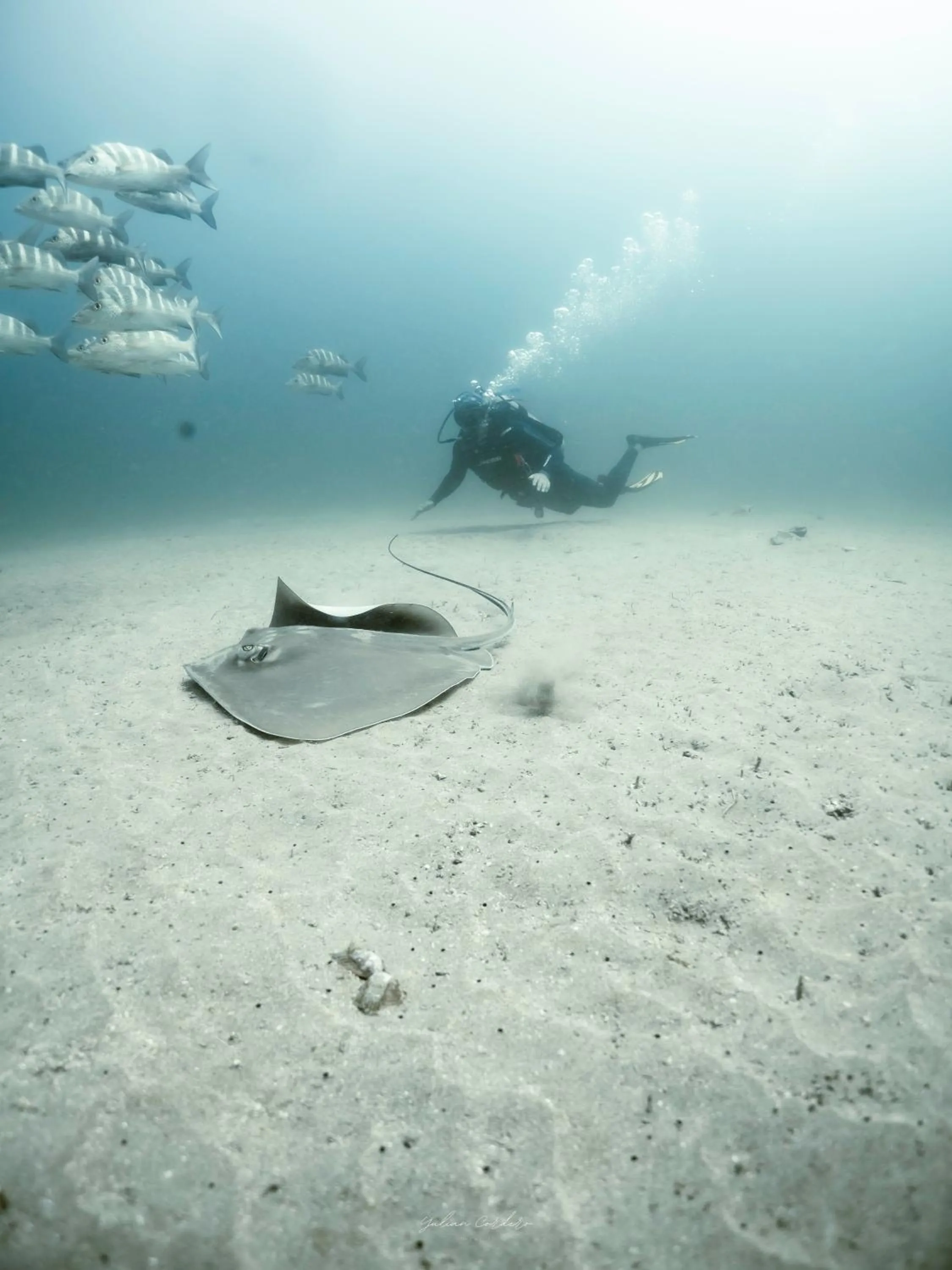 Diving in Corcovado Wilderness Lodge by SCP