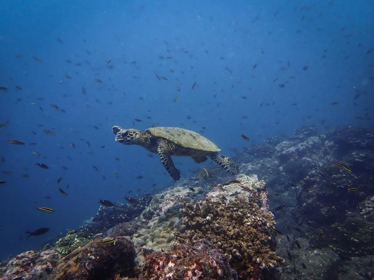 Diving in Corcovado Wilderness Lodge by SCP