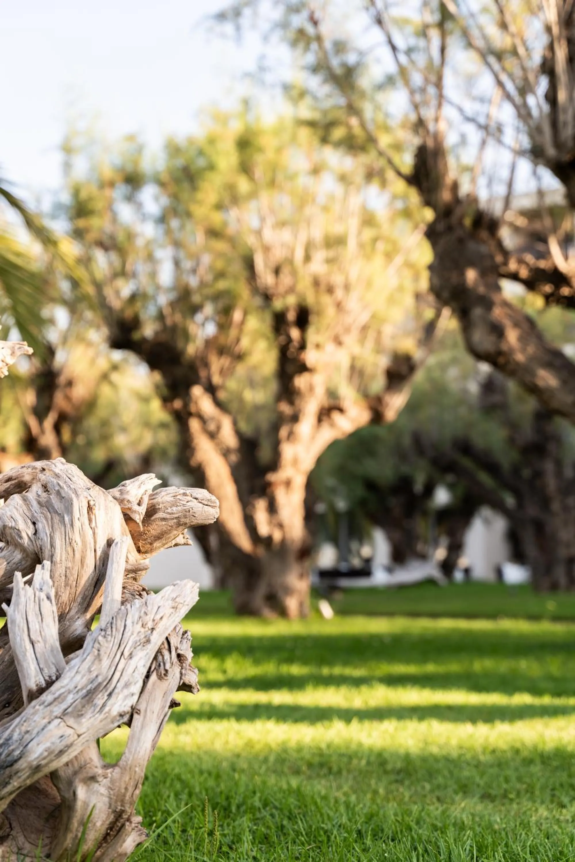 Garden in Plaza Resort
