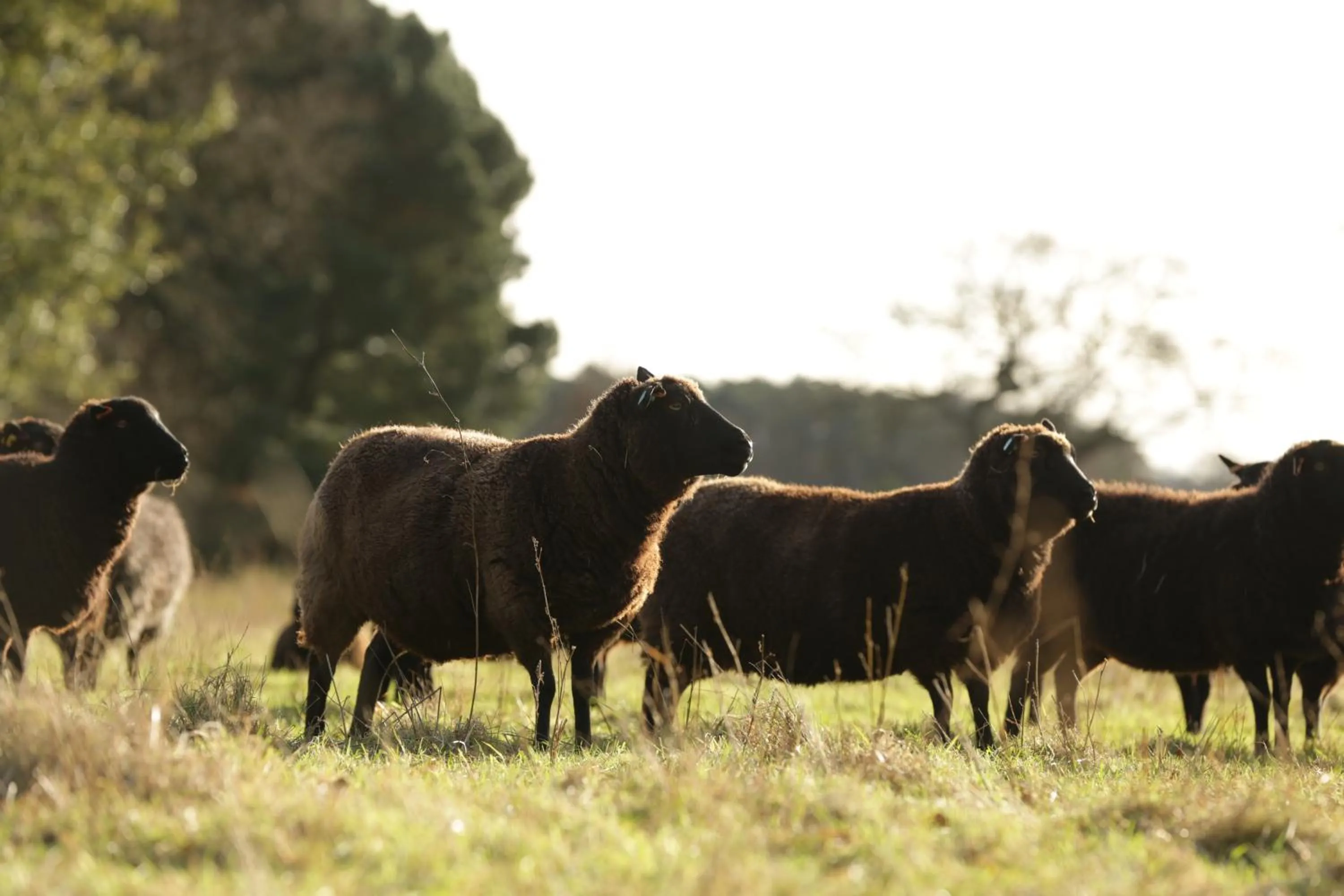 Fritton Lake - The Clubhouse