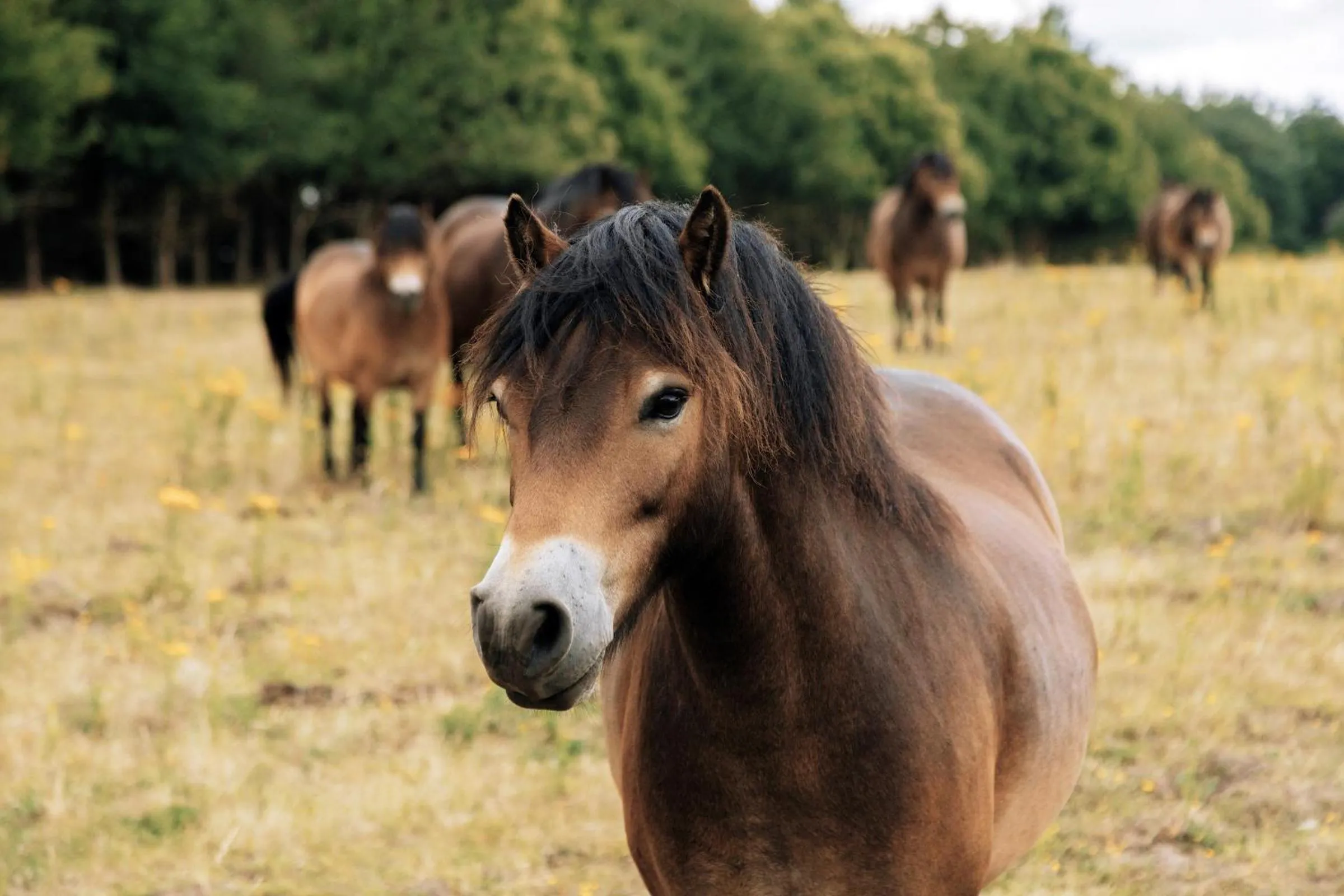 Animals in Fritton Lake - The Clubhouse