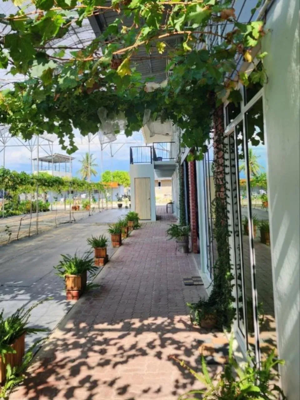 Garden view in Grapevine Garden