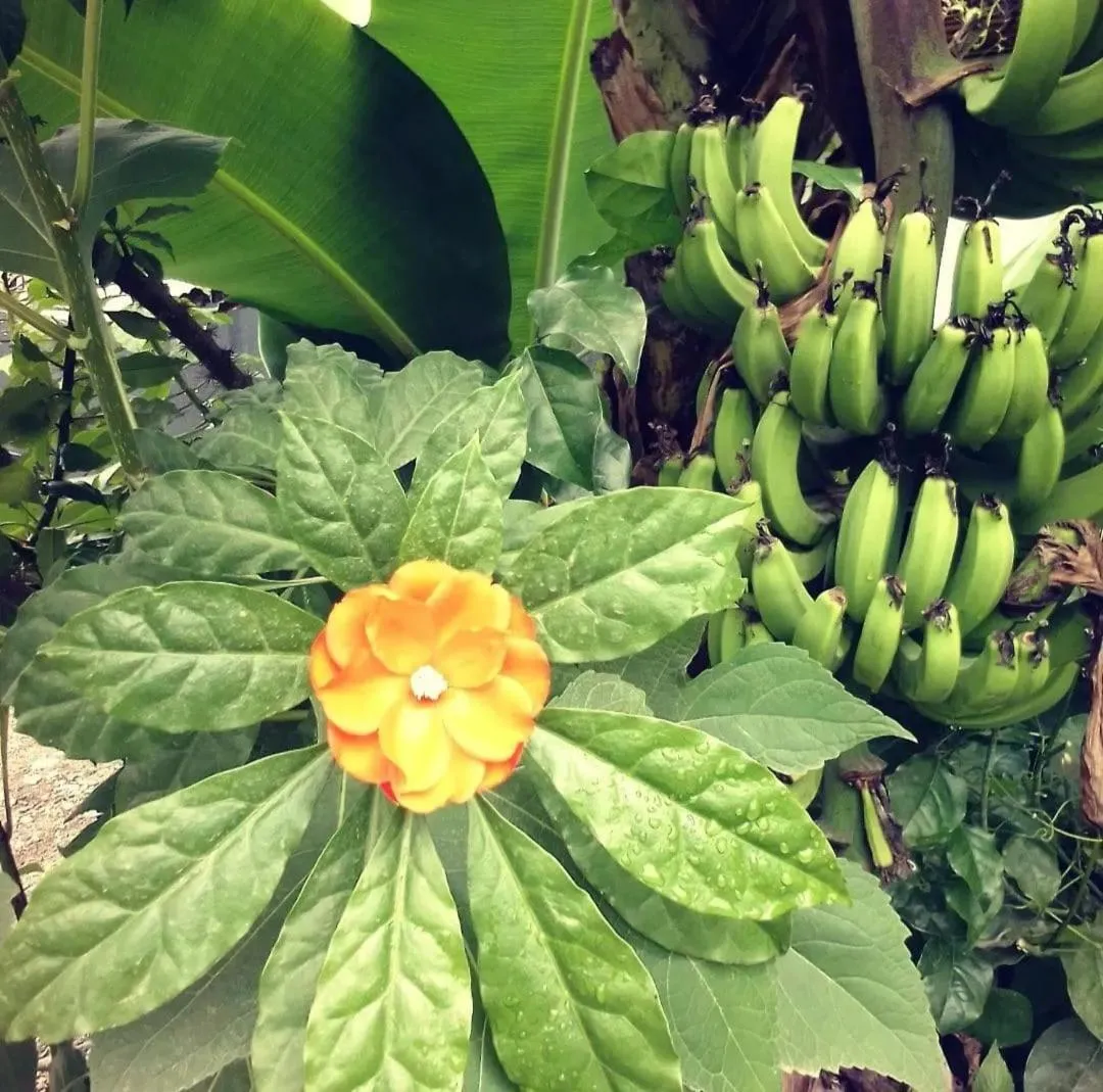 Garden in Hotel Exotic Lodge