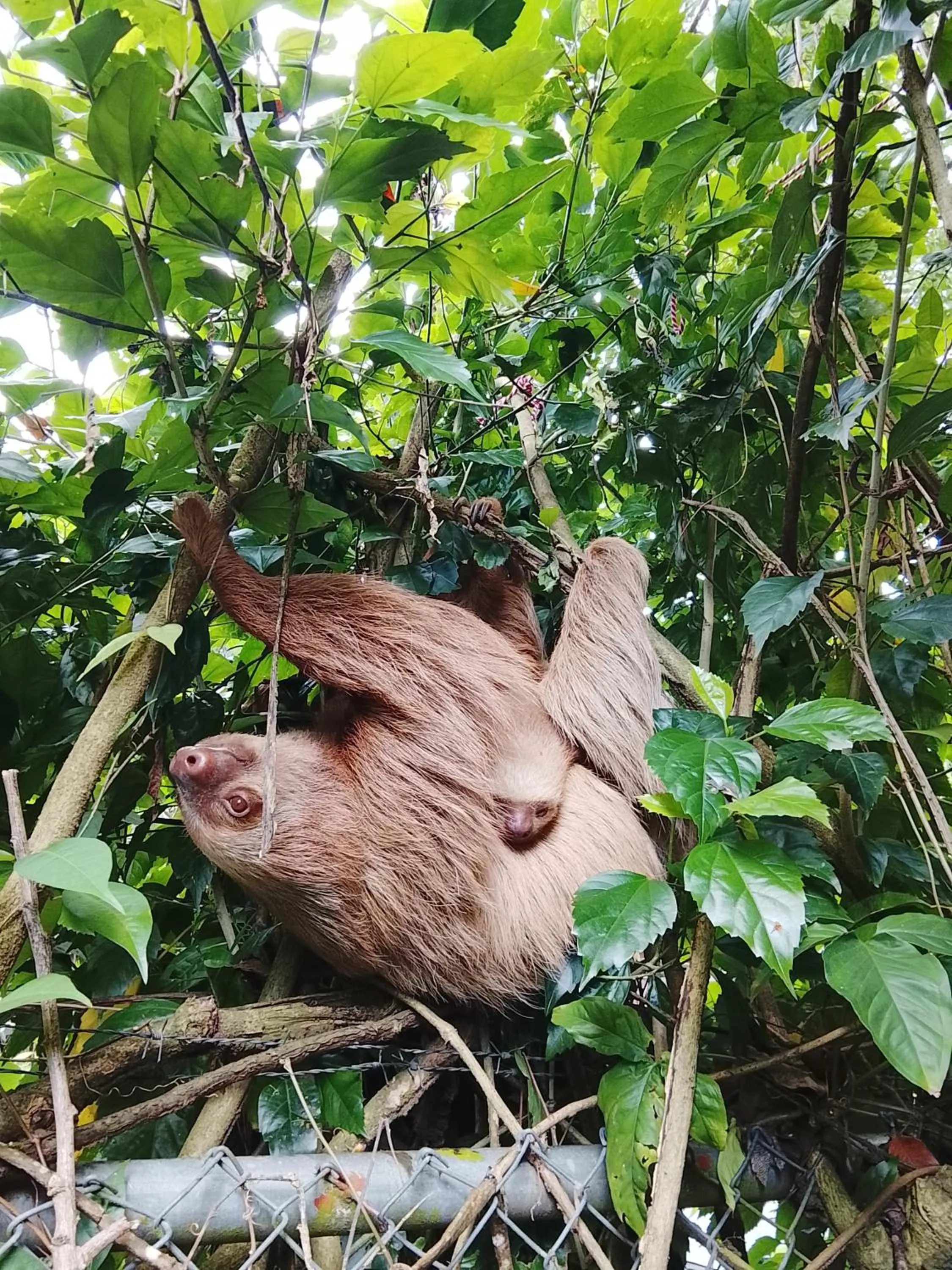 Animals in Hotel Exotic Lodge
