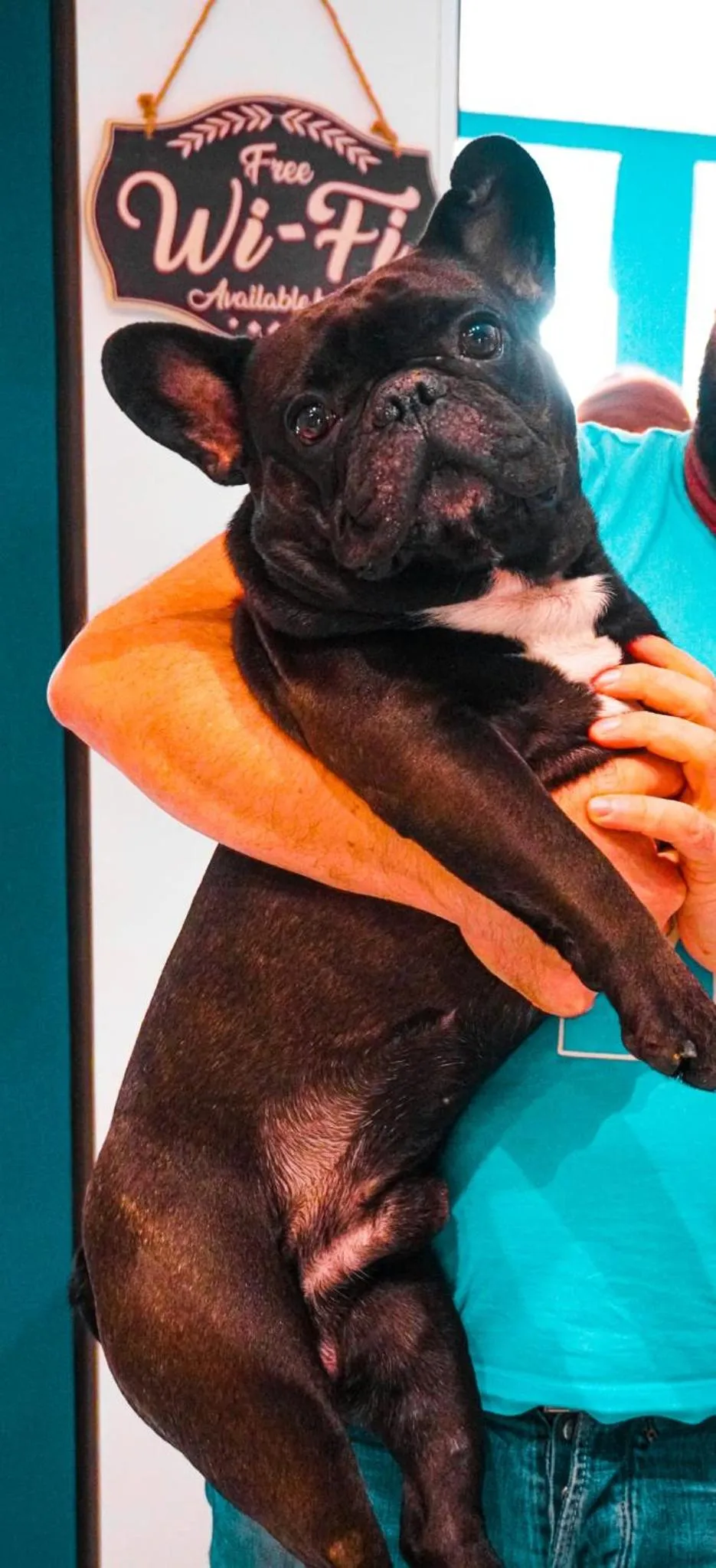 Animals in Boutique Hotel Ferrara