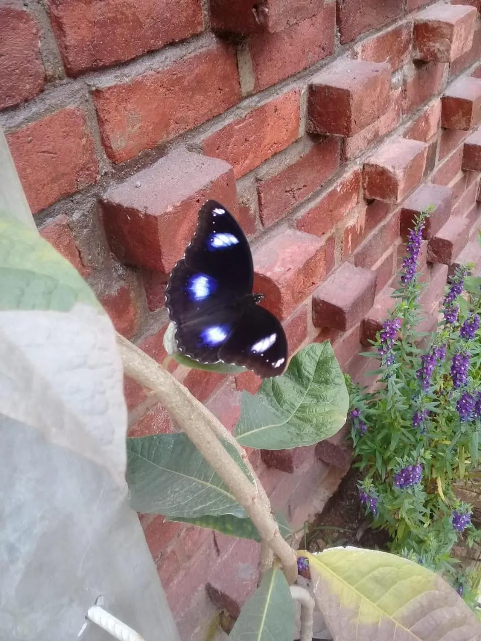 Garden in Ceylon Kingsmen Garden - Katunayake Airport Transit Hotels