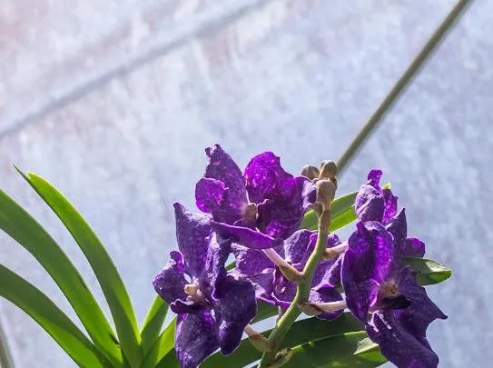 Garden in Ceylon Kingsmen Garden - Katunayake Airport Transit Hotels