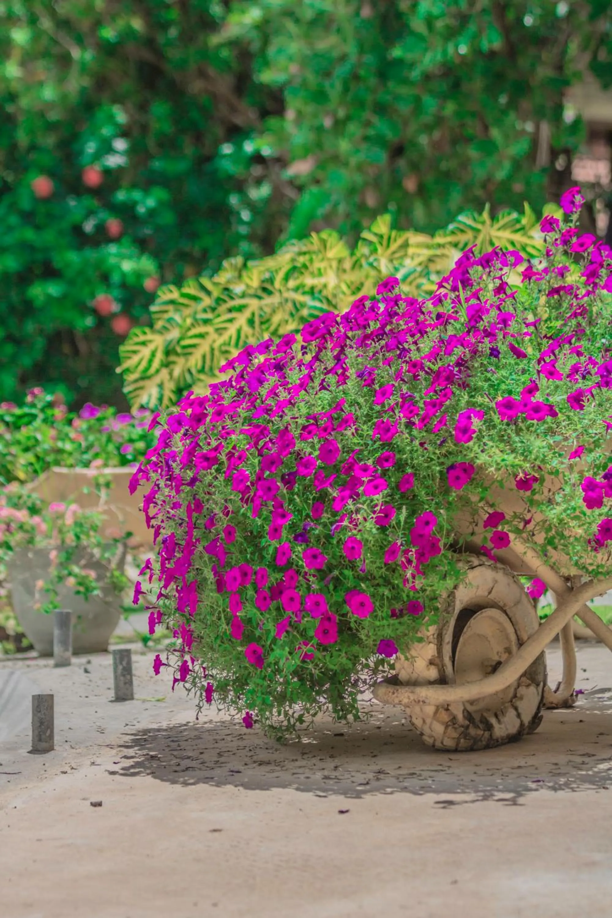 Garden in Ceylon Kingsmen Garden - Katunayake Airport Transit Hotels