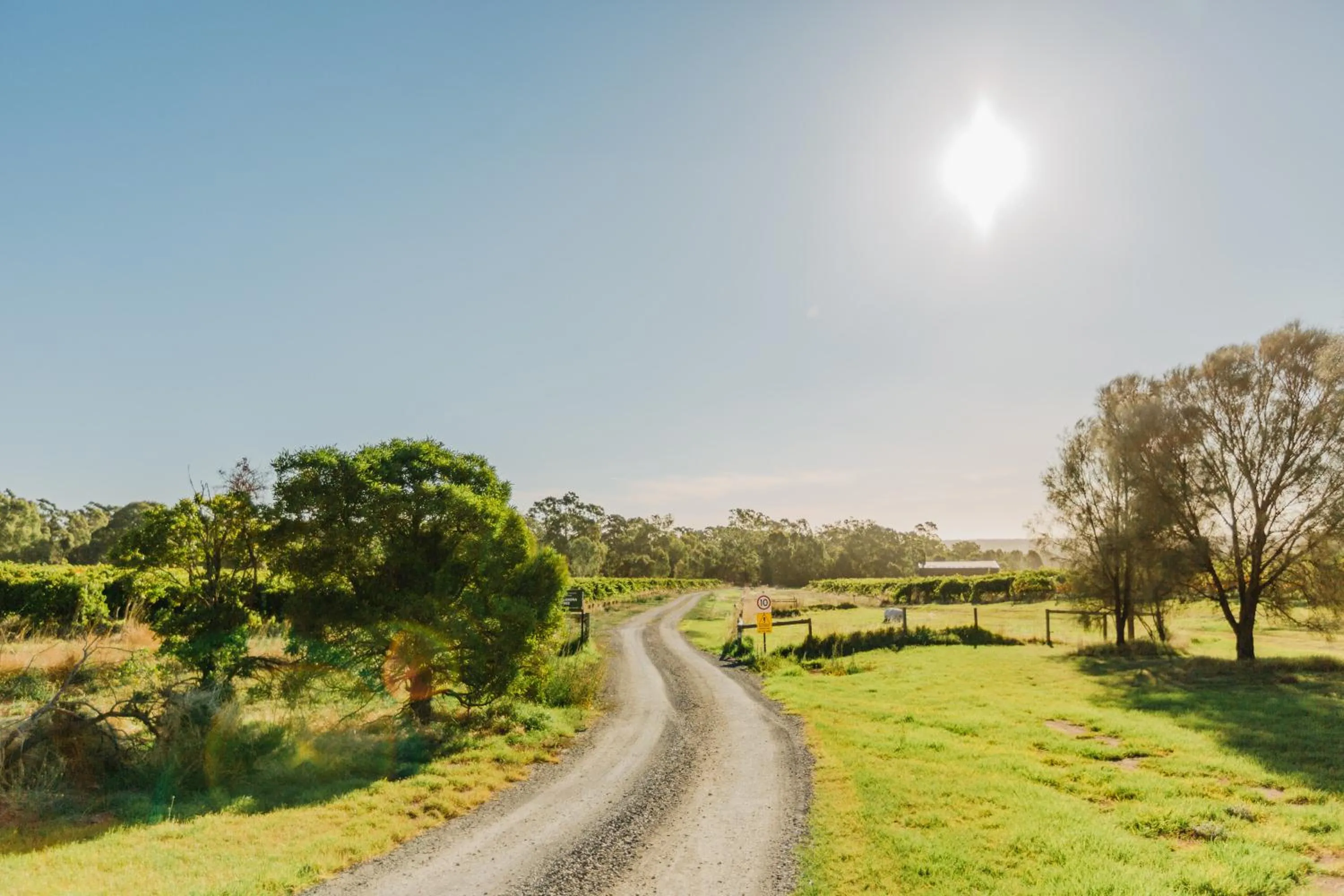 Spring in CABN McLaren Vale