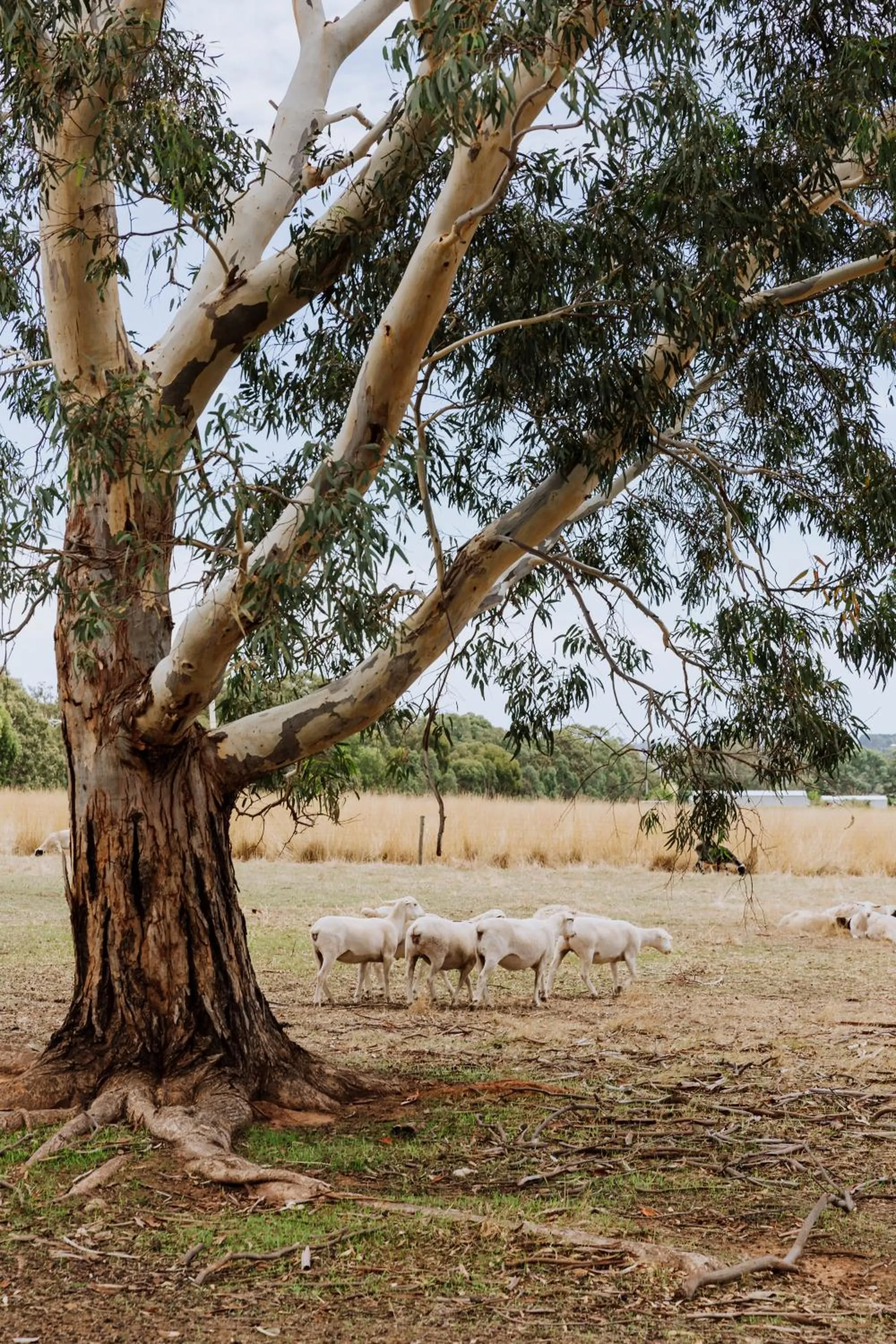 Natural landscape in CABN McLaren Vale