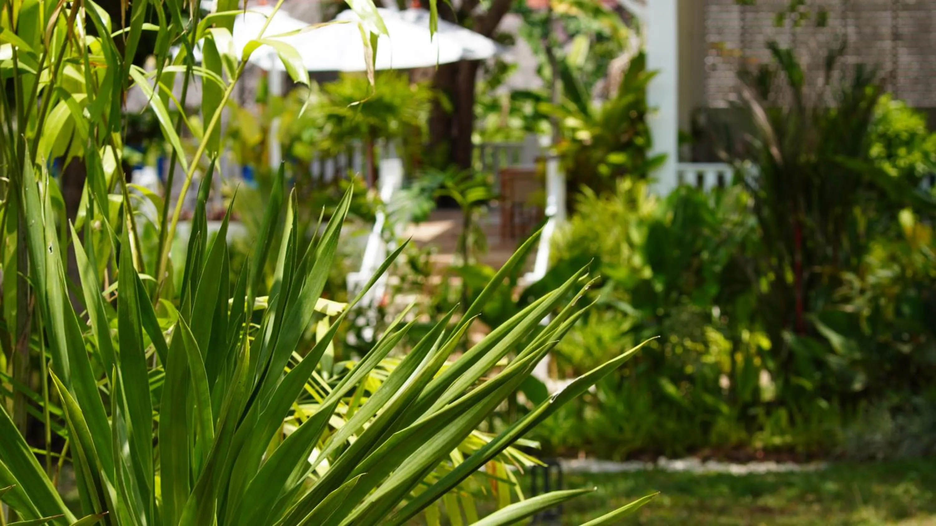 Garden in Treeya Lanta