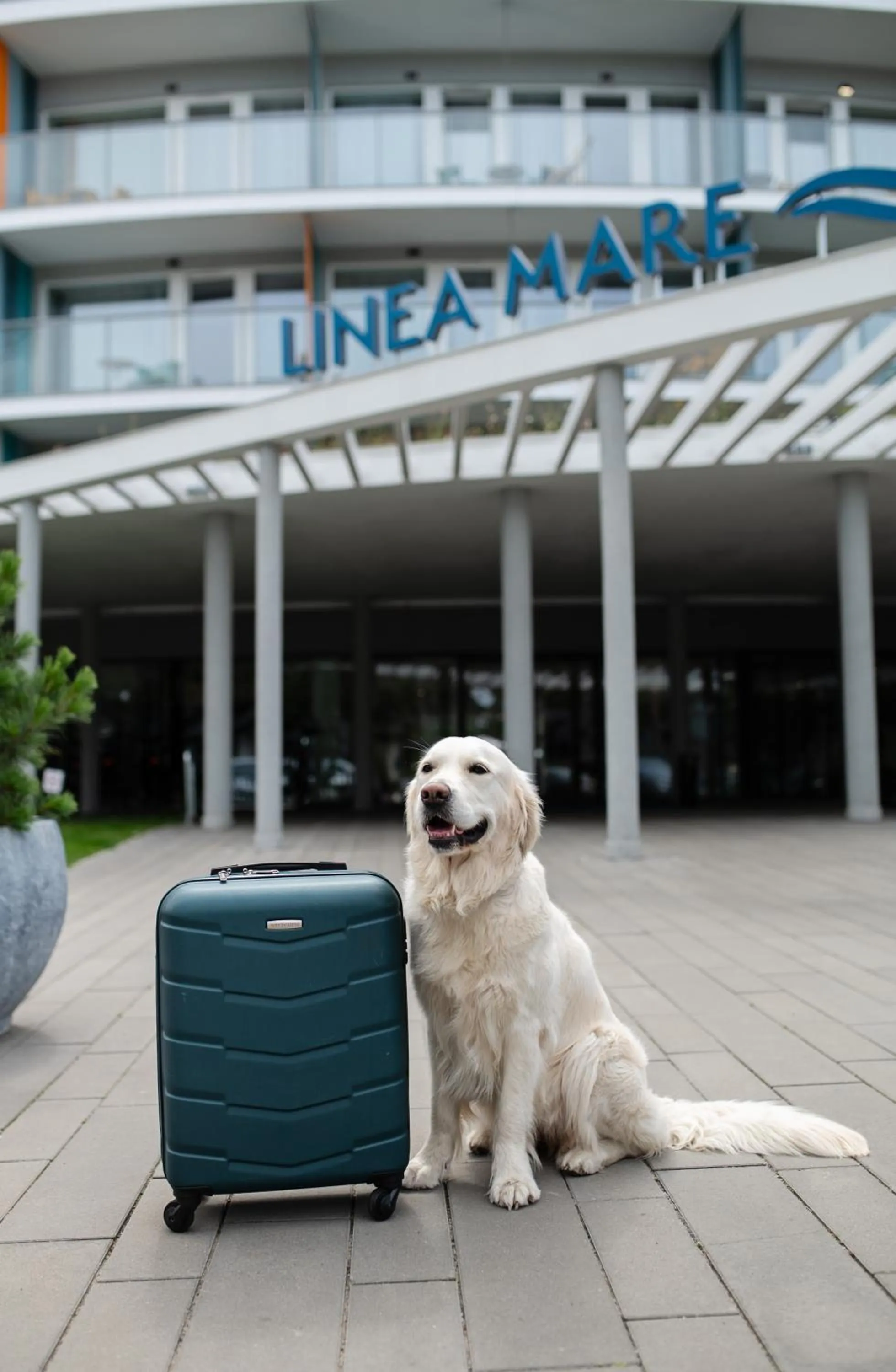 Animals in Hotel Linea Mare