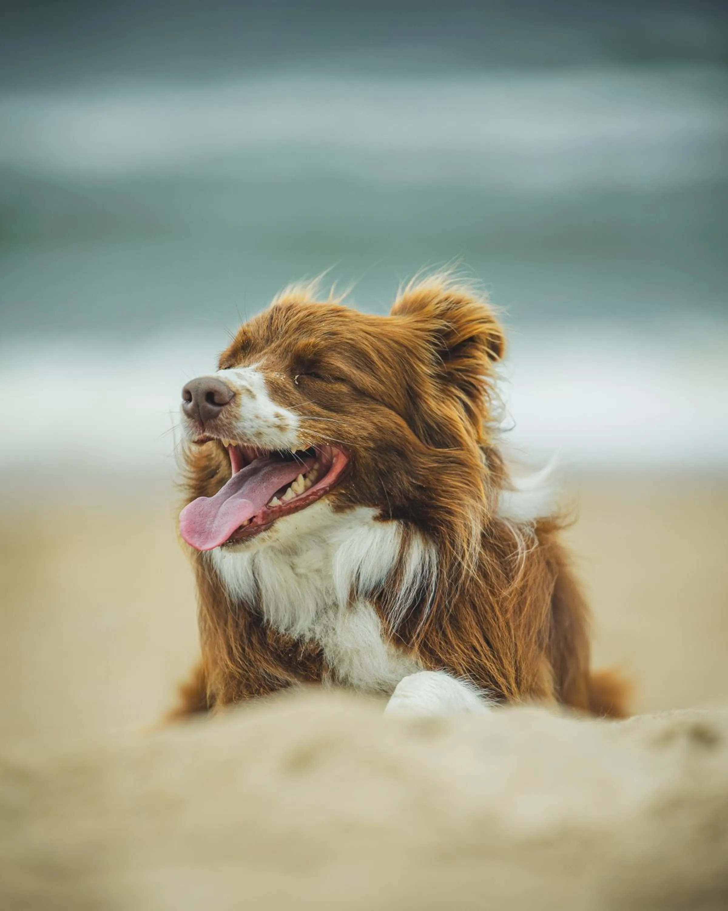 Beach in Hotel Linea Mare