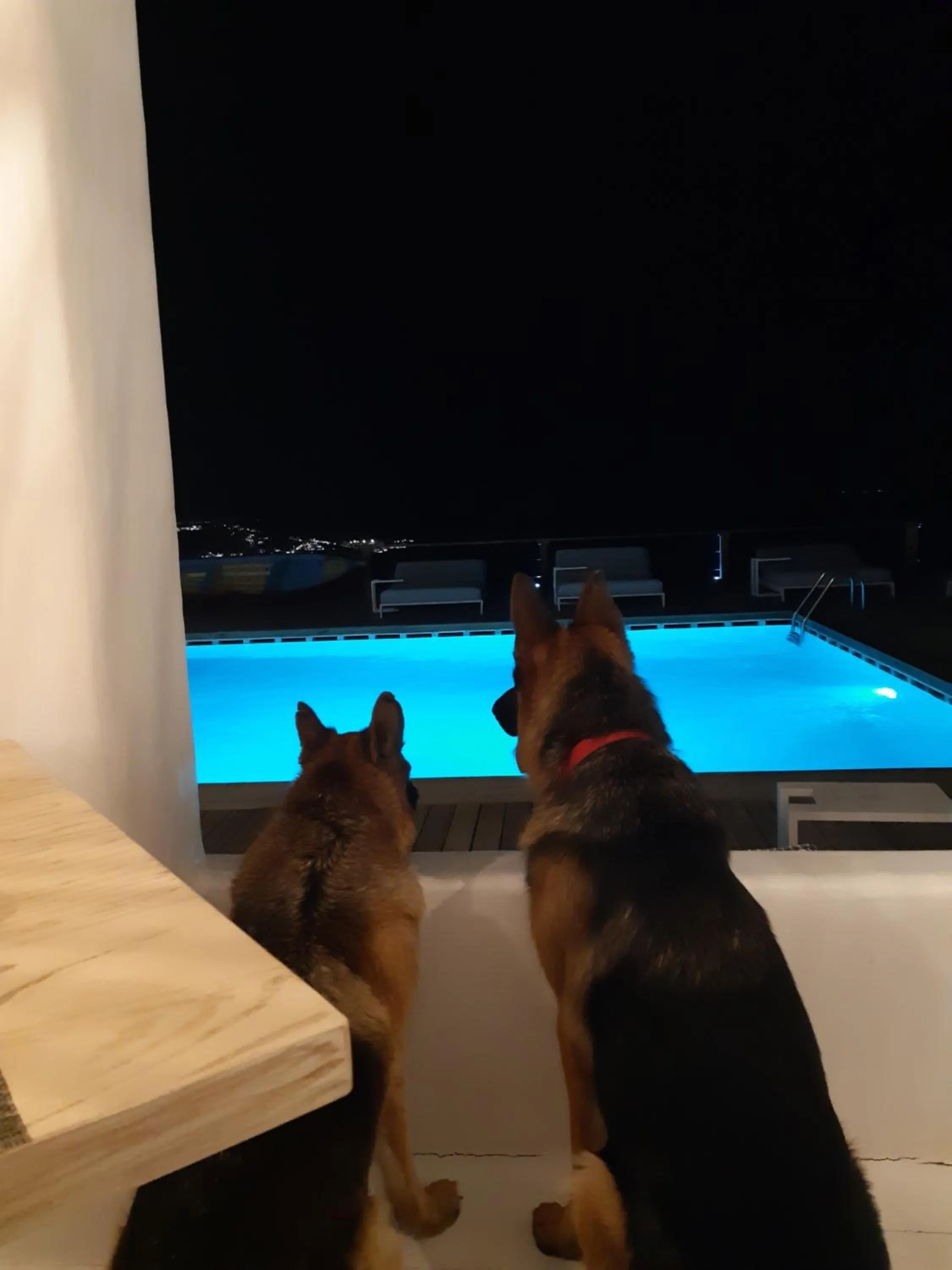 Pets in Tharroe of Mykonos Boutique Hotel