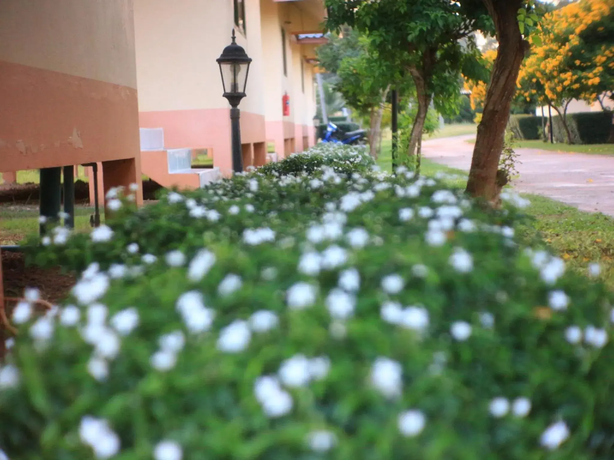 Garden in Thungwua laen resort Garden in Thungwua laen resort
