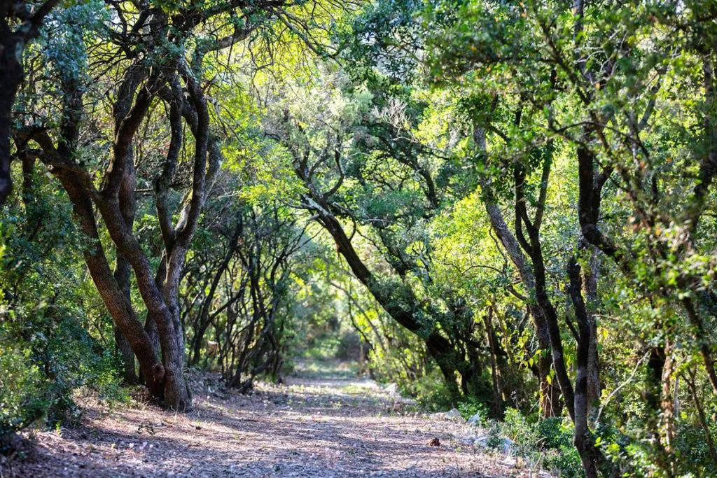 Garden in Château de Collias - Maison de Vacances