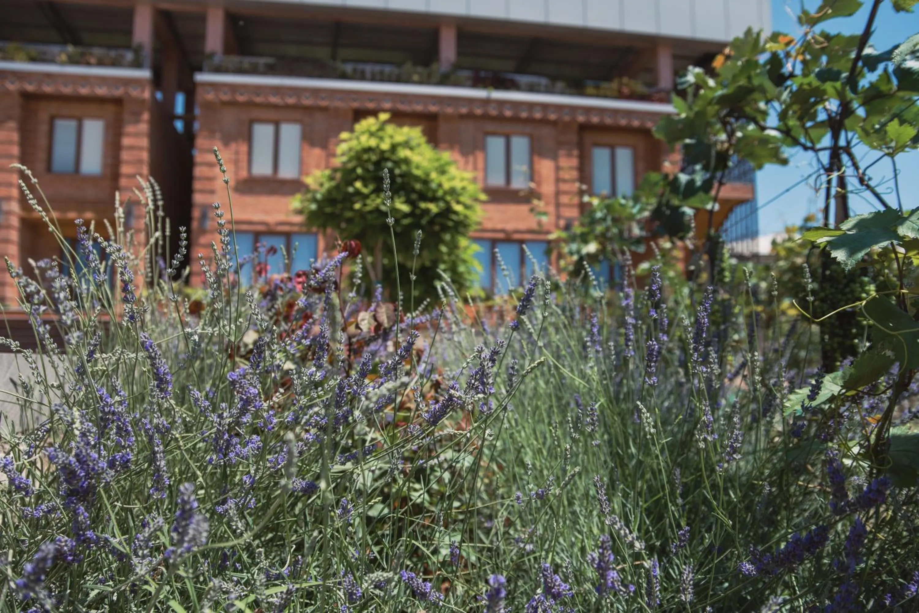 Garden in My Georgian village