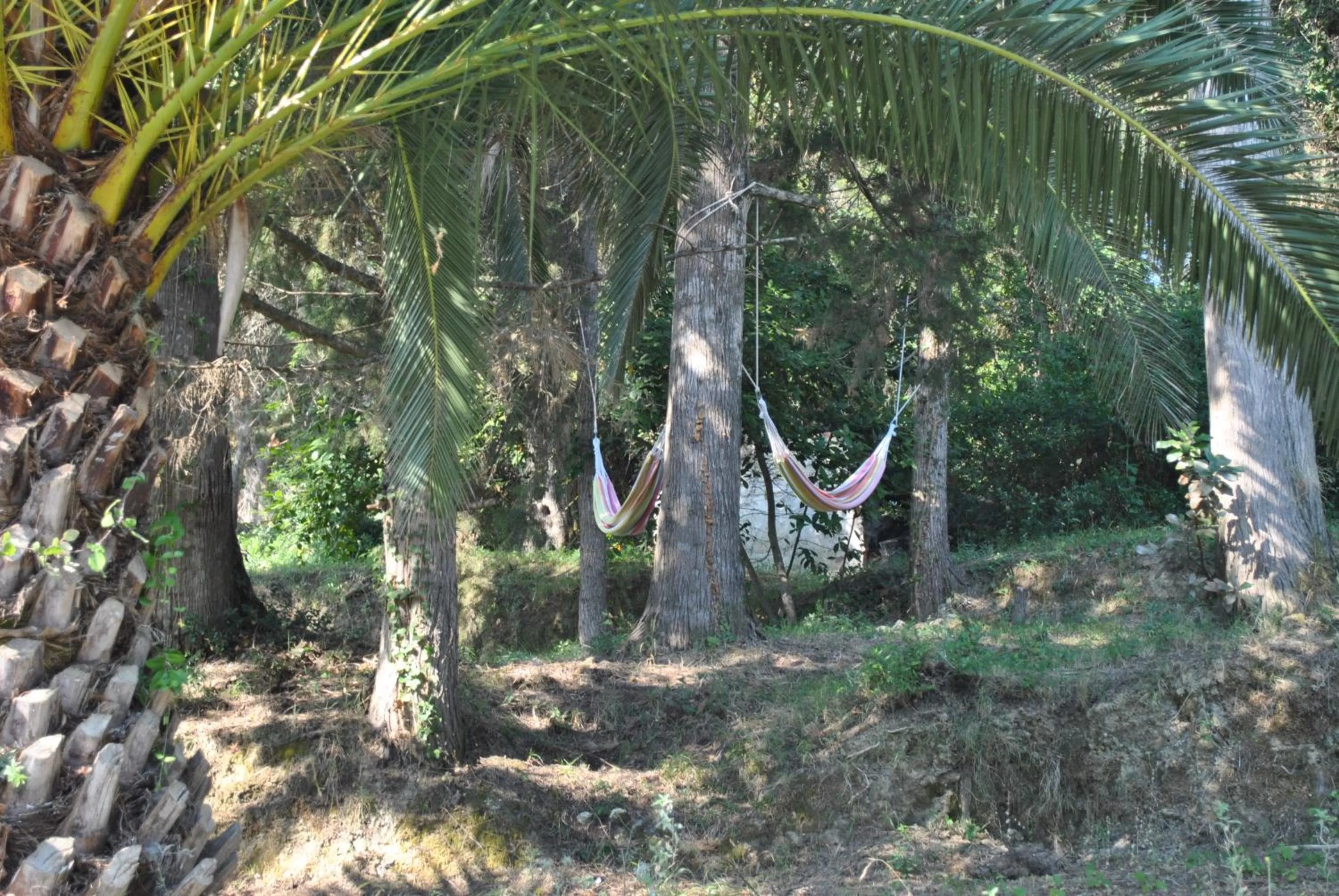 Garden in Hotel Helios Splendid