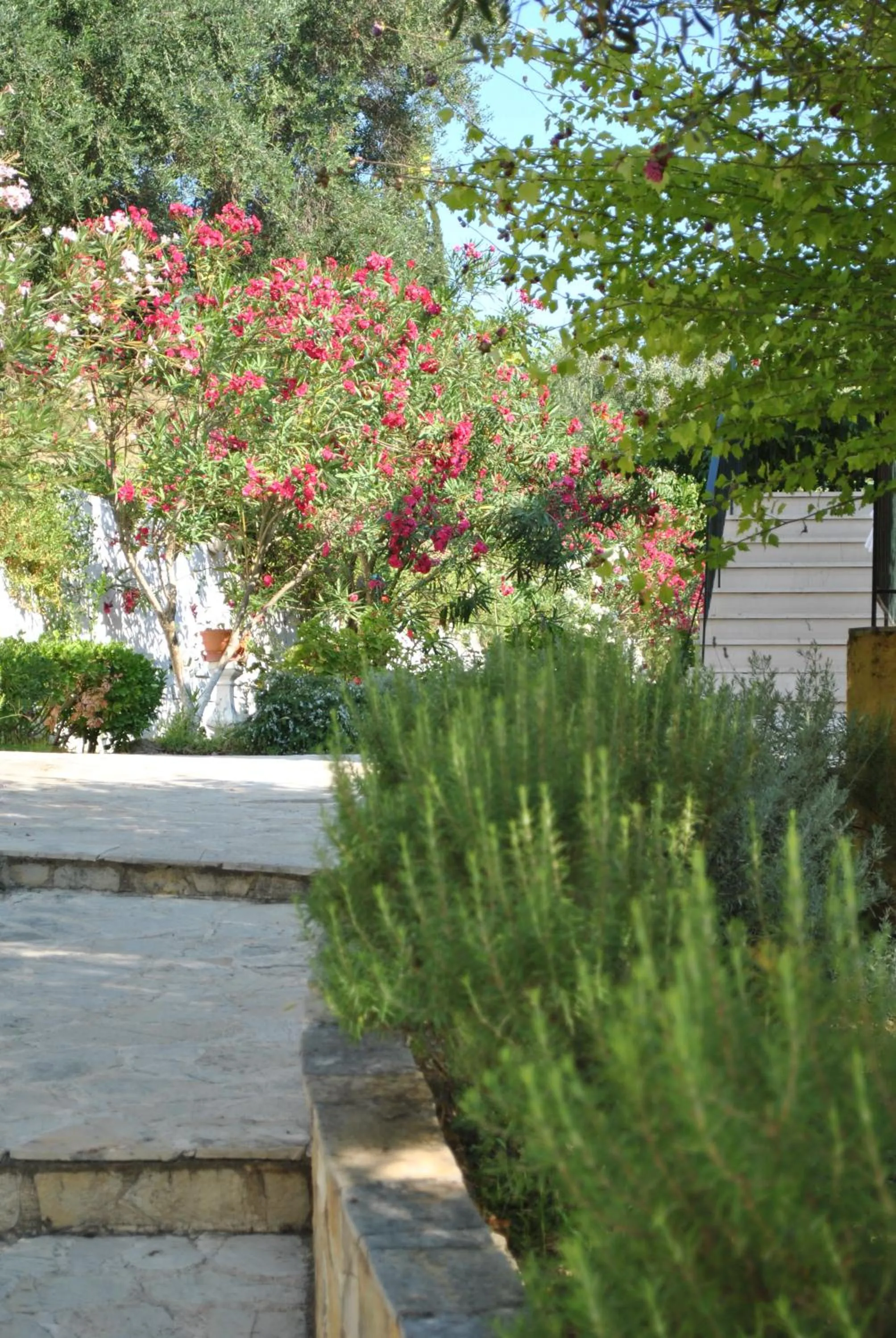 Garden in Hotel Helios Splendid