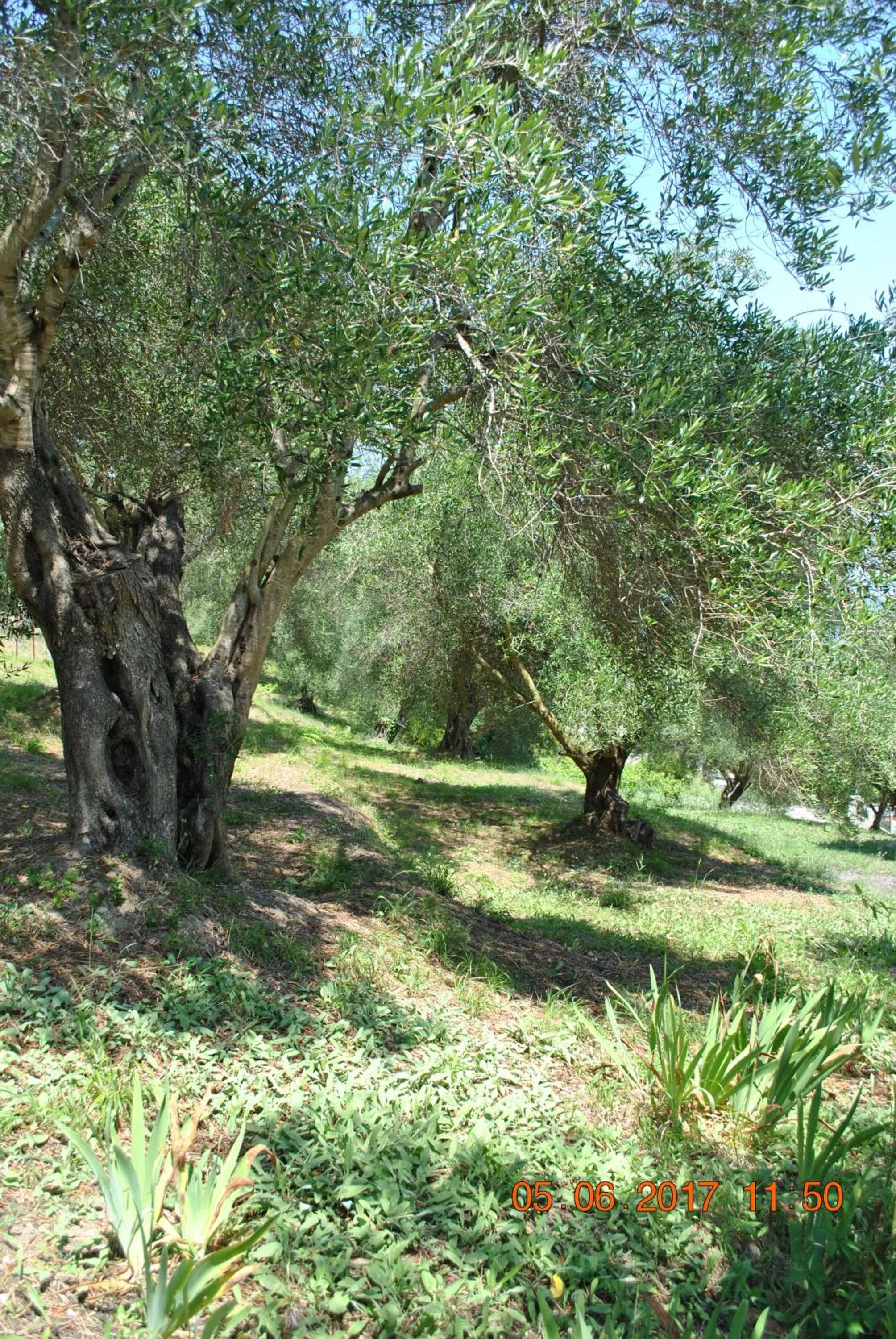 Garden in Hotel Helios Splendid